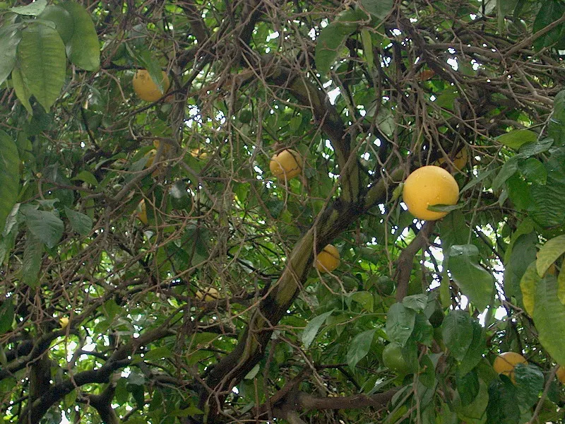 Grapefruit (Citrus X Paradisi) — especially in dry conditions; while it can tolerate a range of soil types