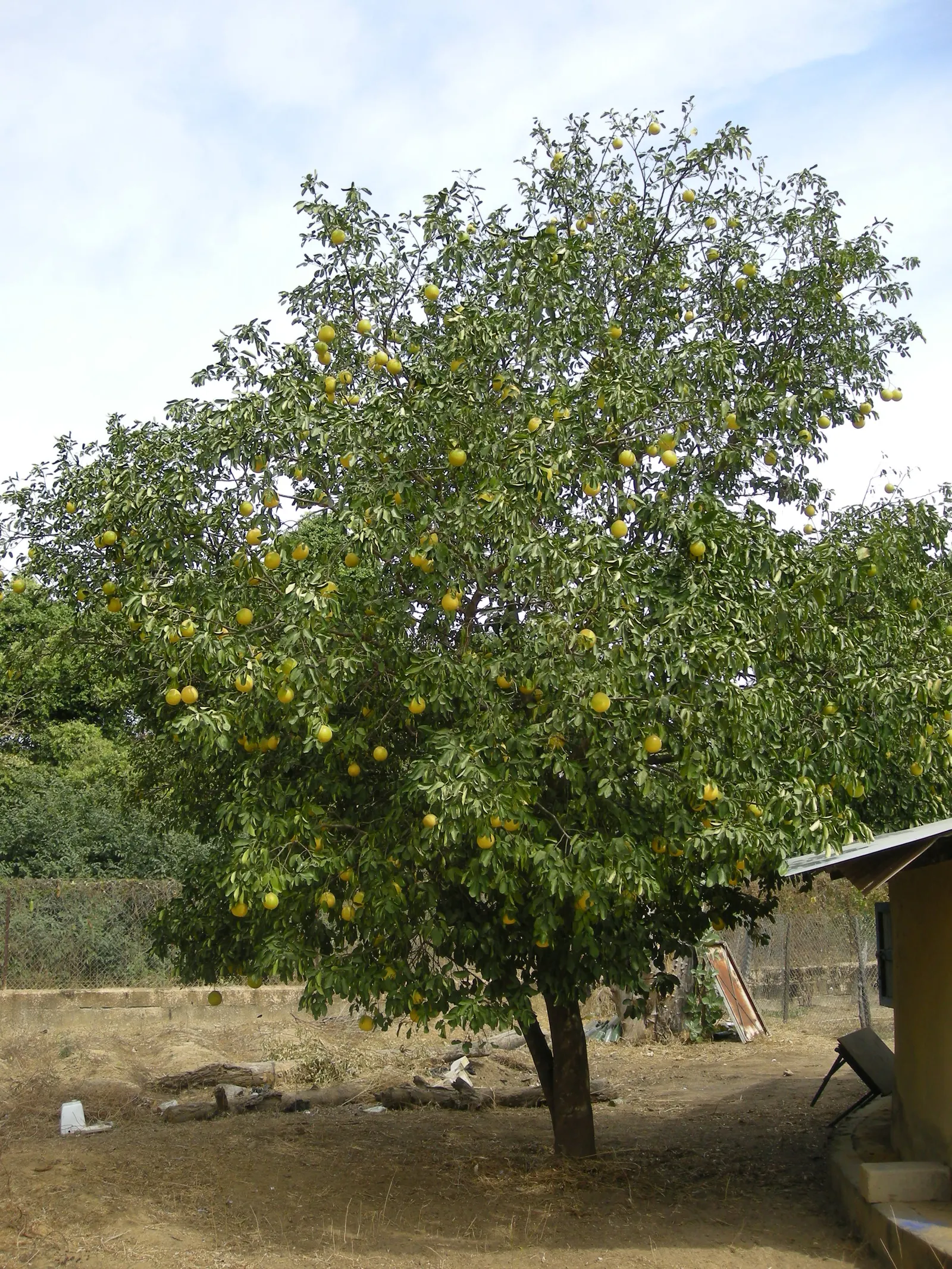Grapefruit (Citrus X Paradisi) — encompassing a palette of white