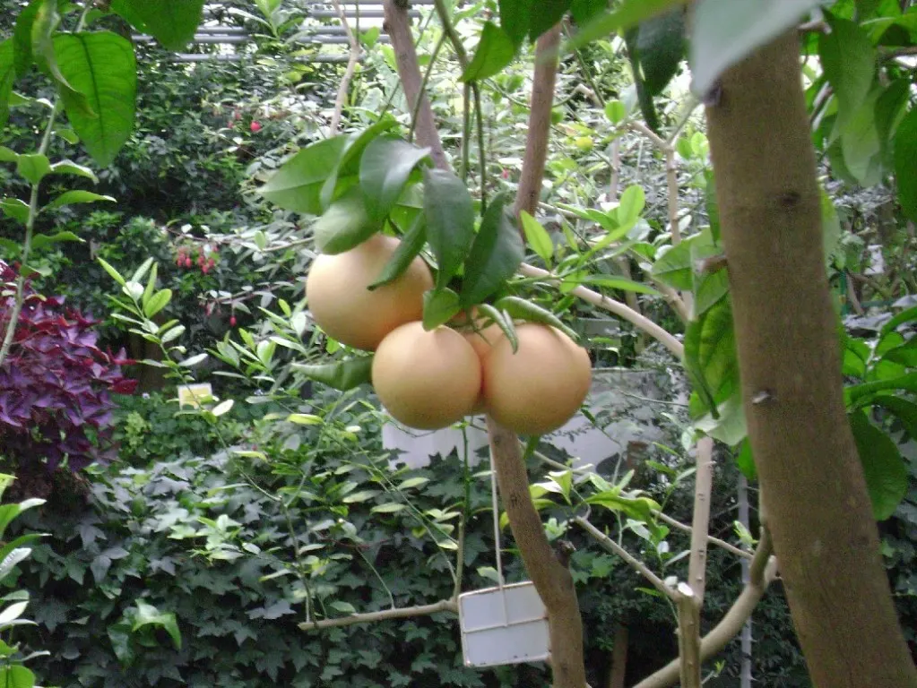 Grapefruit (Citrus X Paradisi) — offering both an aesthetic and functional asset to the thoughtful landscape designer and the engaged client