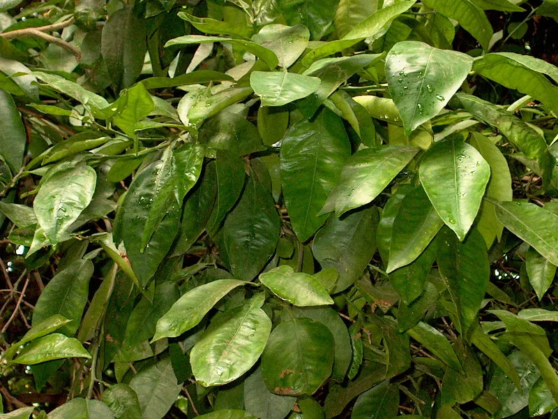 Grapefruit (Citrus X Paradisi) — The grapefruit tree can reach a mature height of 15 to 30 feet with a canopy spread of 15 to 20 feet; it requires full sun and