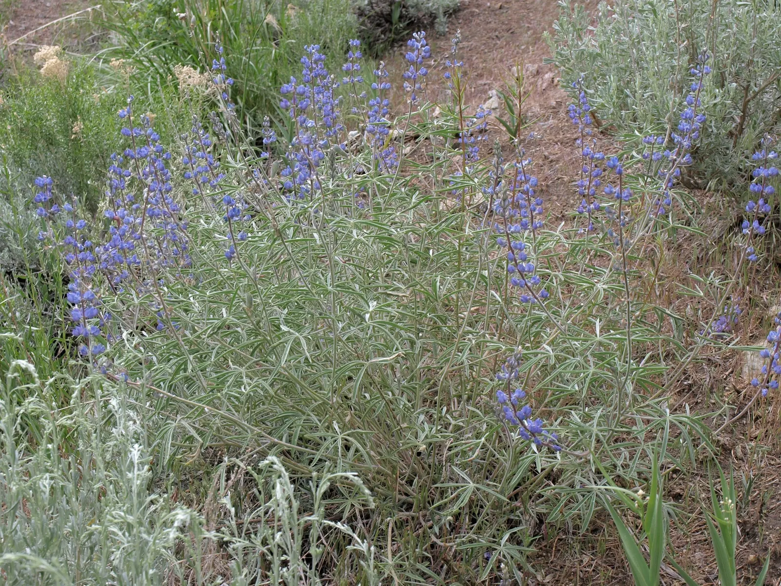 Silvery Lupine (Lupinus Argenteus) — and a haven for beneficial wildlife; thriving in full to partial sunlight, it reaches heights of 1-2 feet and spreads