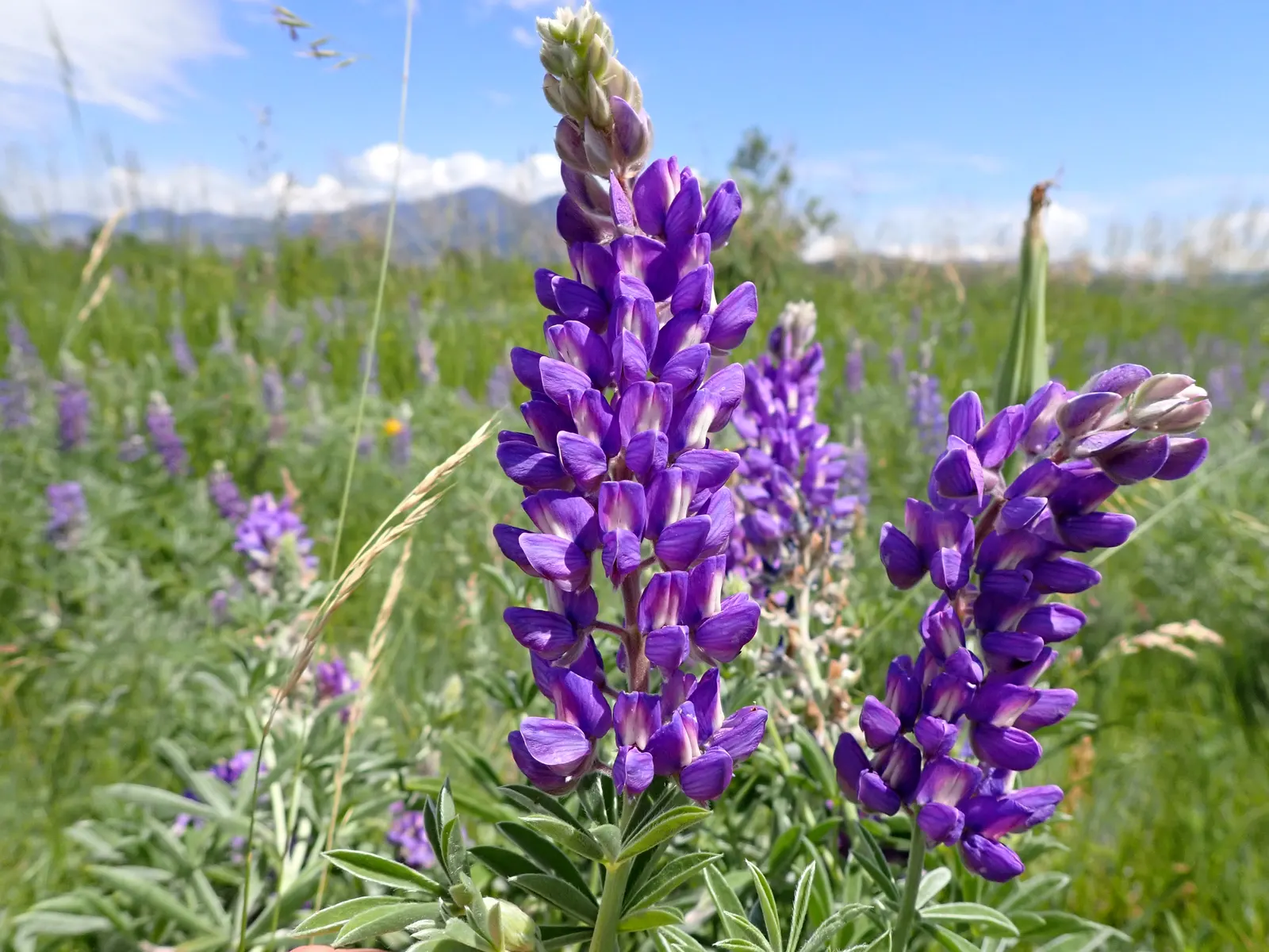 Silvery Lupine (Lupinus Argenteus) — consider its role as an attractant for pollinators; purple flowers in the garden