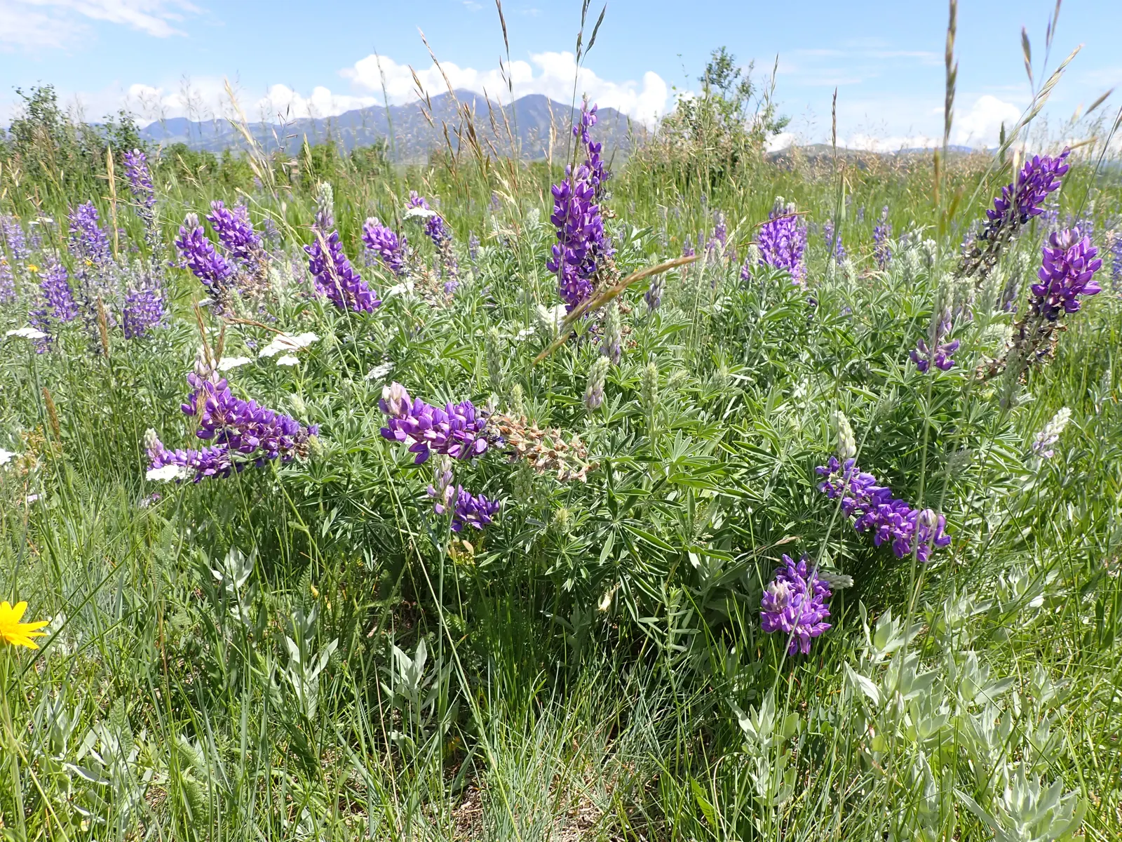 Silvery Lupine (Lupinus Argenteus) — ranging from a soft purple to a deep blue hue