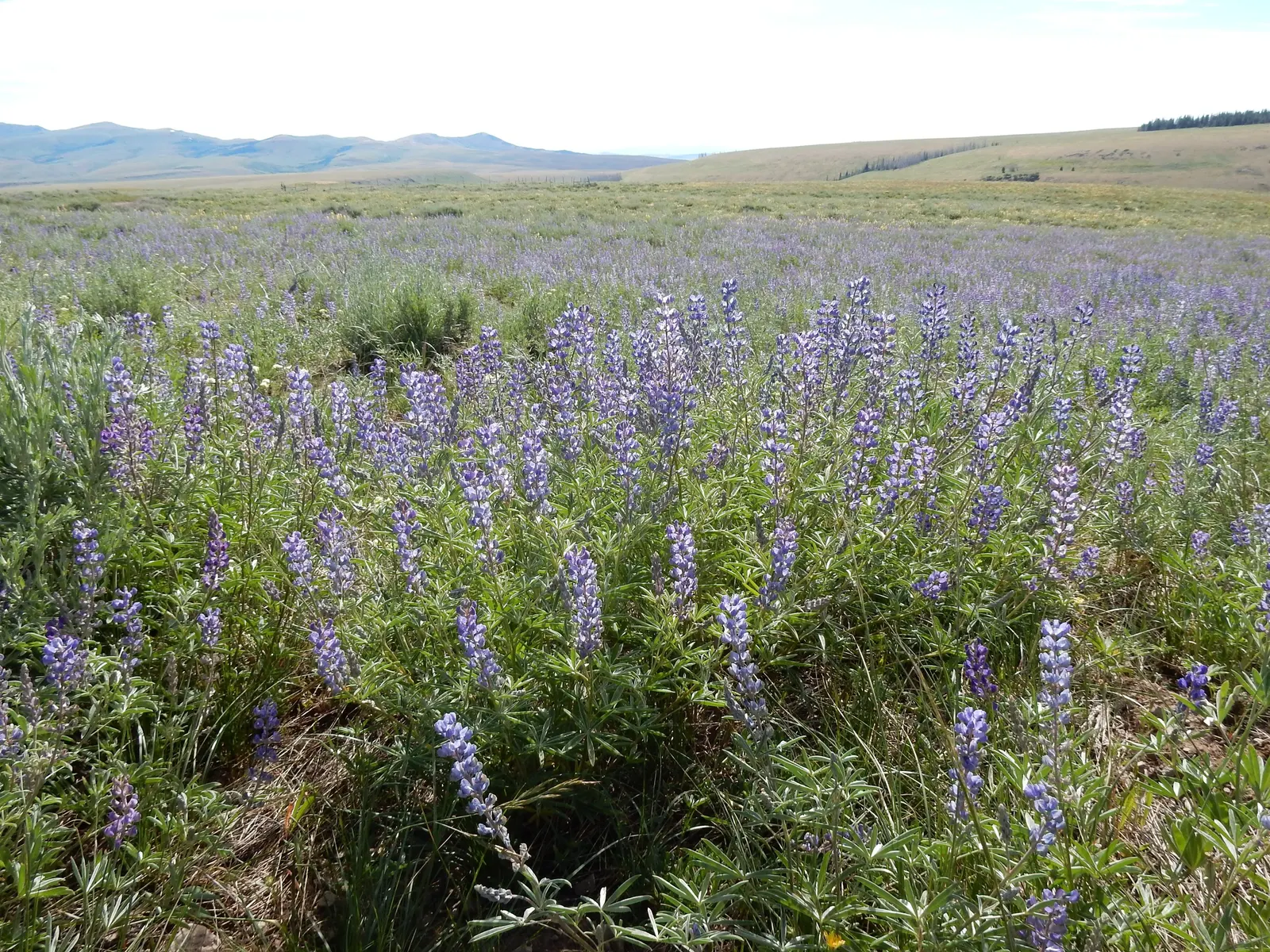 Silvery Lupine (Lupinus Argenteus) — Lupinus argenteus thrives in full sun to partial shade and prefers well-drained