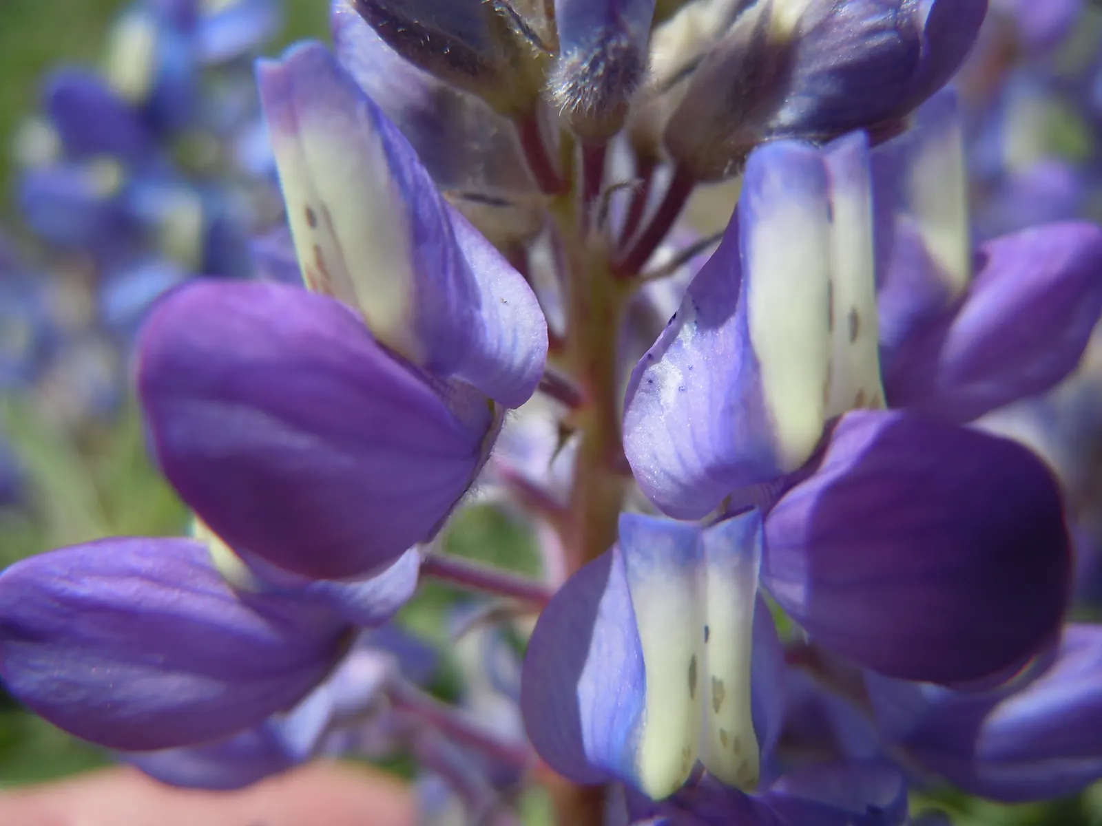 Silvery Lupine (Lupinus Argenteus) — slightly acidic to neutral soil