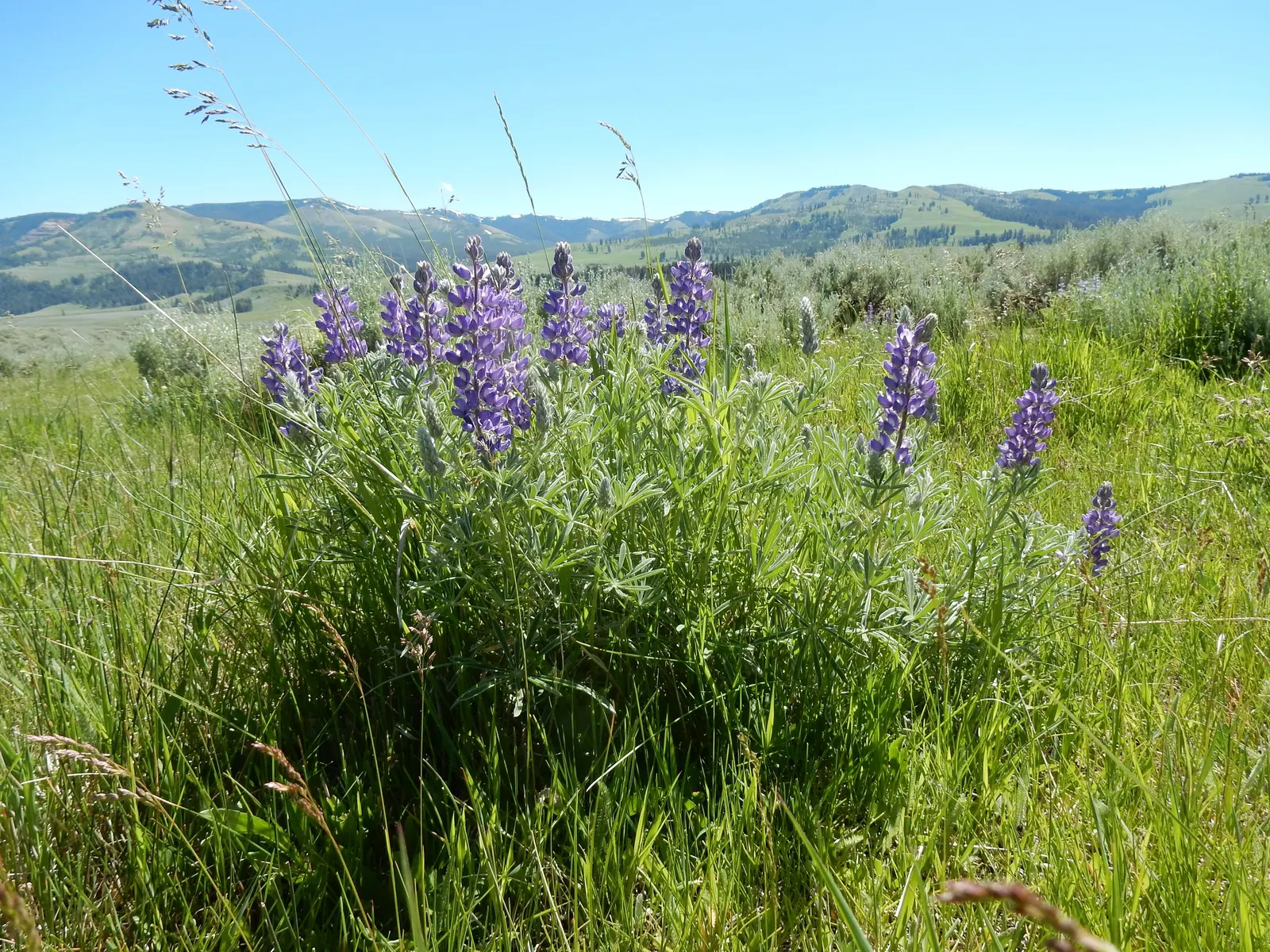 Silvery Lupine (Lupinus Argenteus) — This species typically reaches a height of 1.5 to 2 feet and spreads approximately 1 to 1.5 feet; adding, image 55