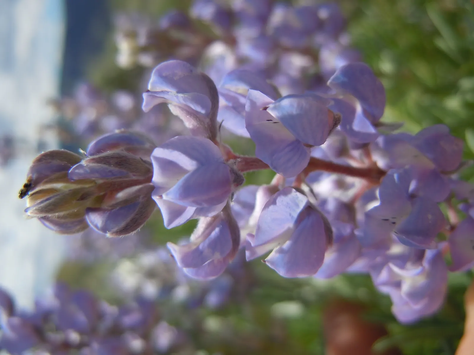 Silvery Lupine (Lupinus Argenteus) — consider its role as an attractant for pollinators; purple flowers in the garden, image 68