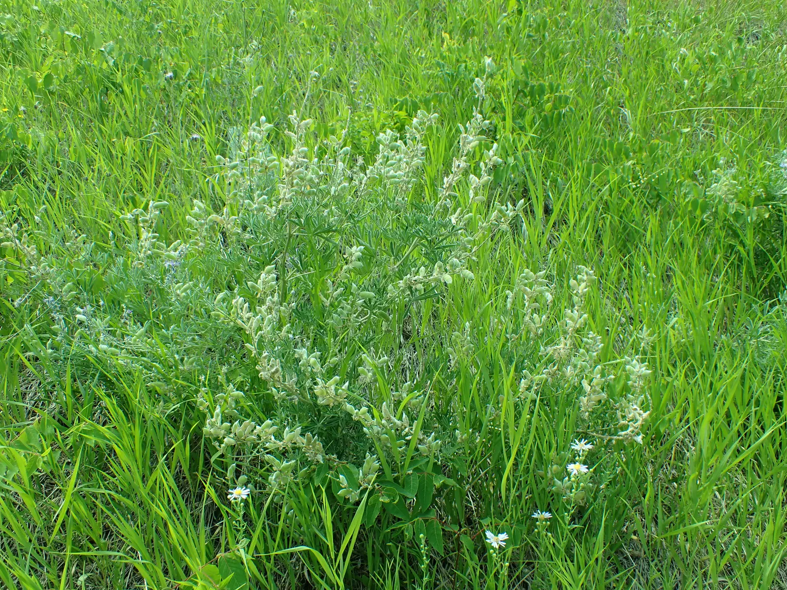 Silvery Lupine (Lupinus Argenteus) — creating striking vertical accents in the landscape.<br><br>Hardy in USDA zones 4 - 8, image 38
