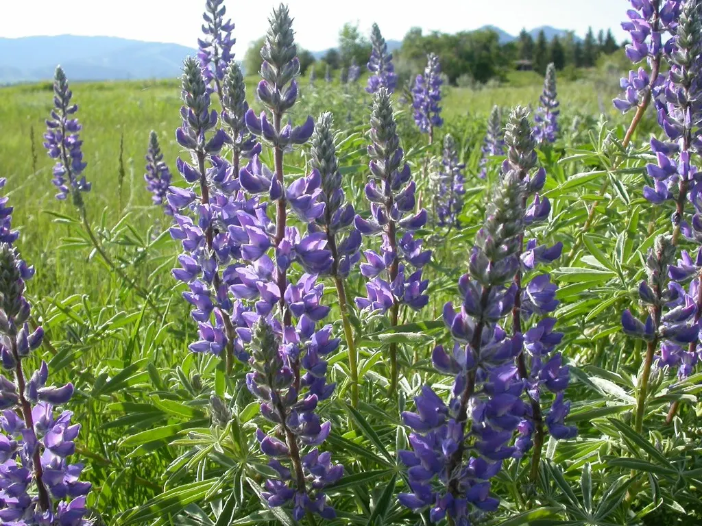 Silvery Lupine (Lupinus Argenteus) — the Silvery Lupine can become a cherished component for any client's garden; however, its propensity to reseed, image 71