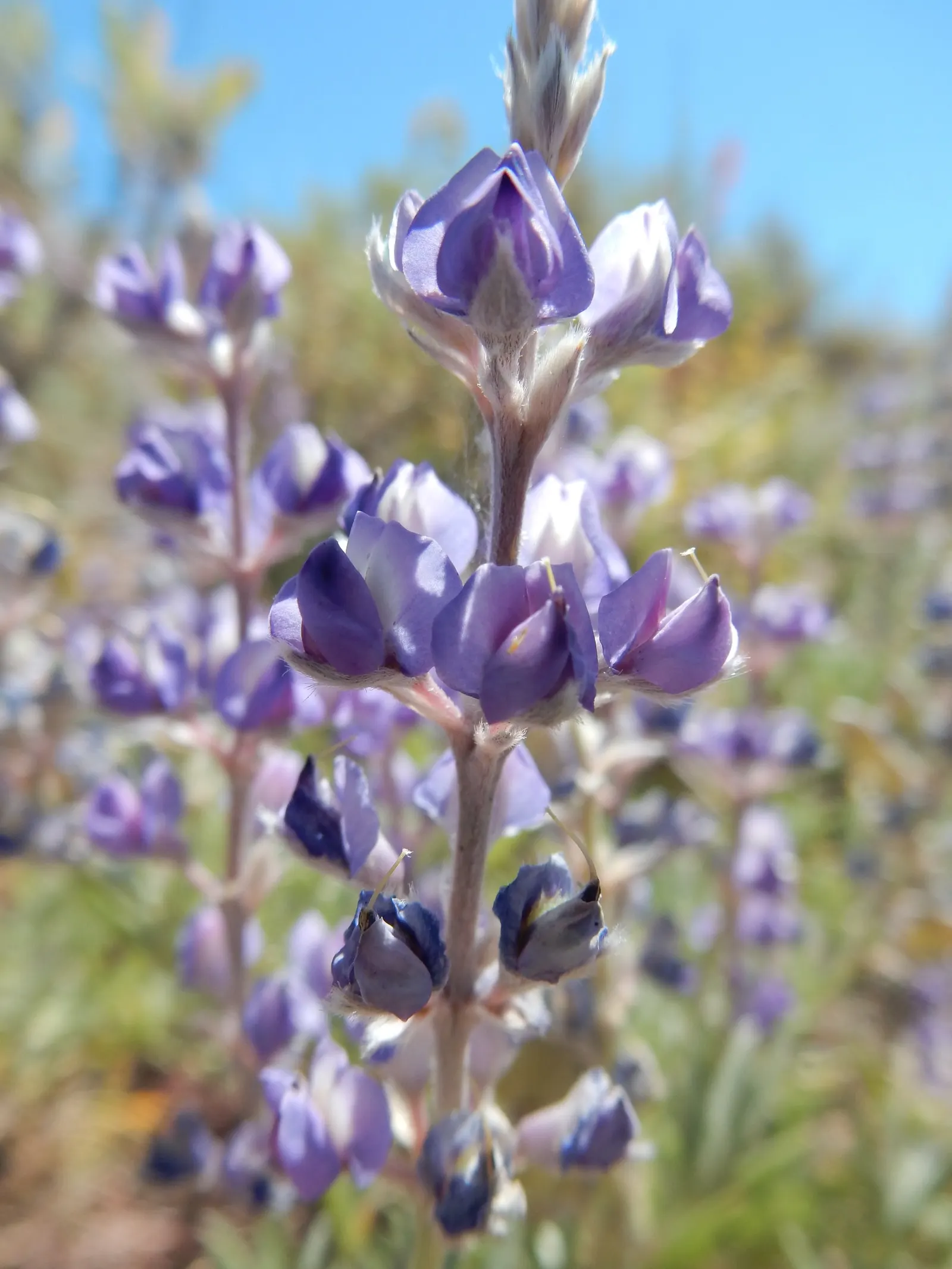 Silvery Lupine (Lupinus Argenteus) — adding texture and visual interest to garden compositions; the Silvery Lupine can become a cherished component for any