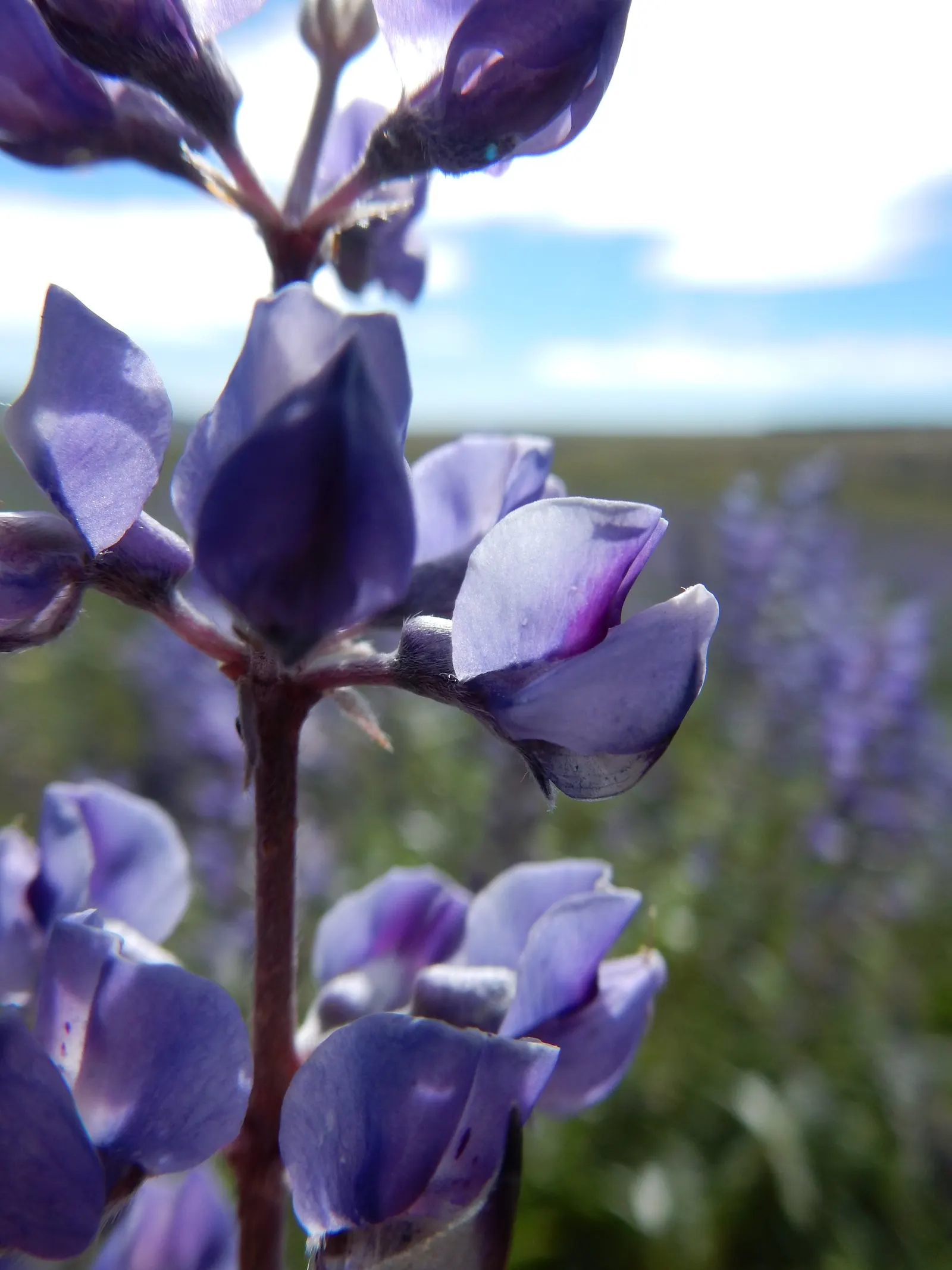 Silvery Lupine (Lupinus Argenteus) — When incorporating Silvery Lupine into a design; it is relatively drought-tolerant once established, making it suitable