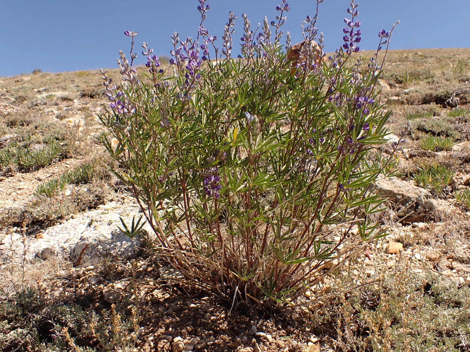 Silvery Lupine (Lupinus Argenteus) — Lupinus argenteus thrives in full sun to partial shade and prefers well-drained; with proper distancing and, image 64