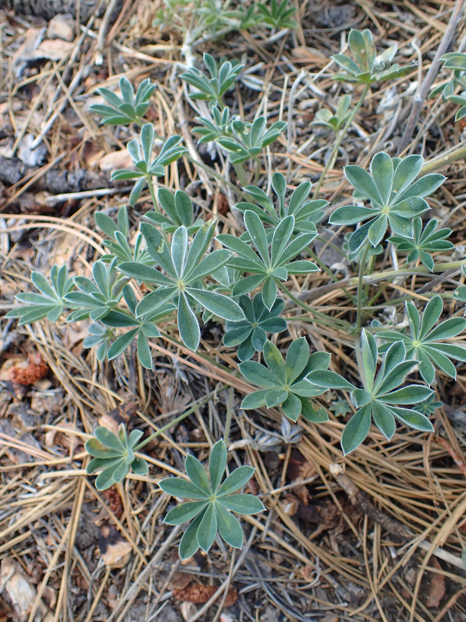 Silvery Lupine (Lupinus Argenteus) — is a perennial wildflower that presents a unique combination of aesthetic appeal and hardiness; consider its, image 53
