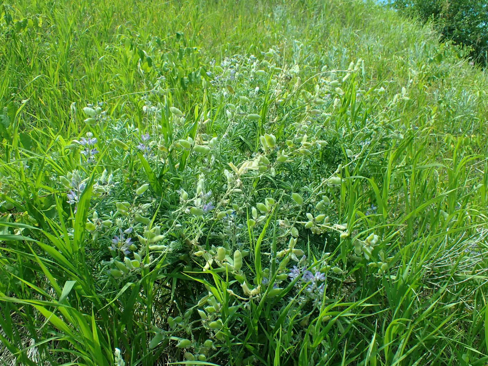 Silvery Lupine (Lupinus Argenteus) — purple flowers in the garden