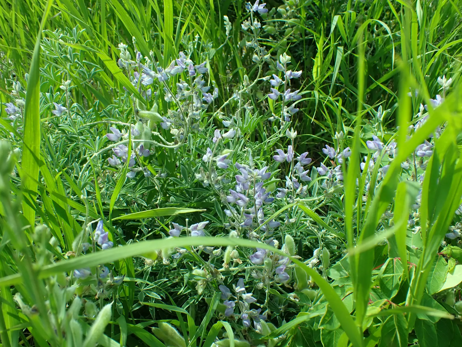 Silvery Lupine (Lupinus Argenteus) — is a perennial wildflower that presents a unique combination of aesthetic appeal and hardiness; consider its role as an