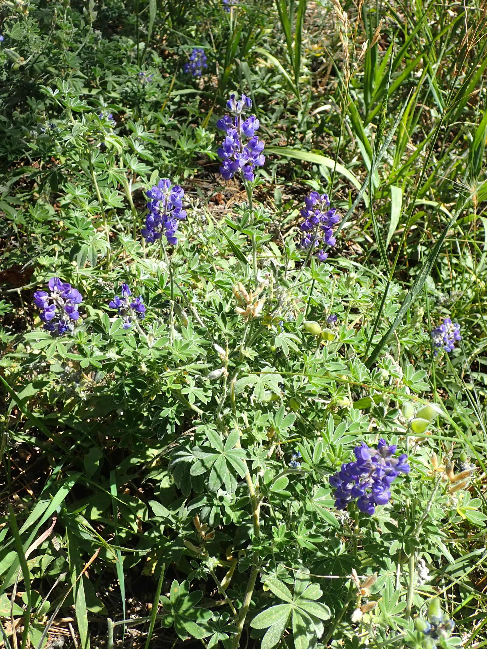 Silvery Lupine (Lupinus Argenteus) — These aesthetically pleasing flower spikes can grow to be 4 to 8 inches long; the Silvery Lupine exhibits a distinct