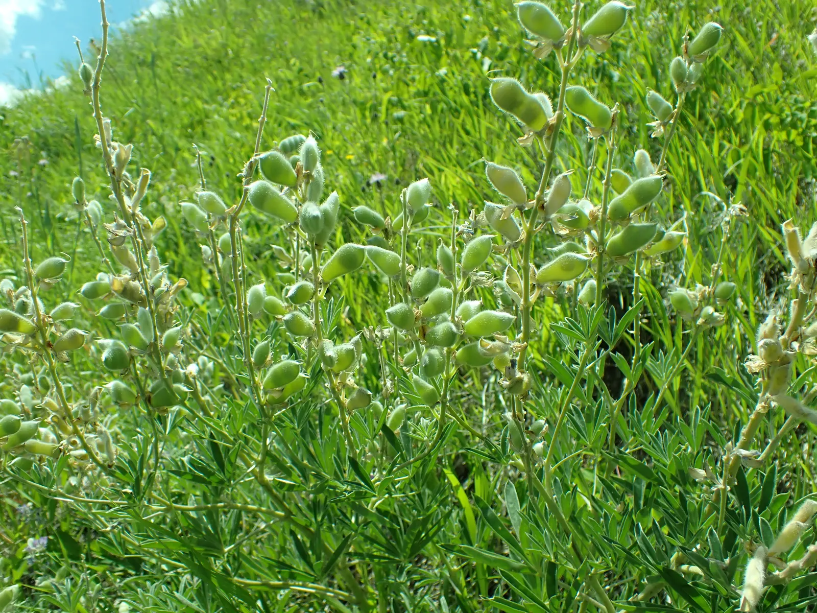 Silvery Lupine (Lupinus Argenteus) — This species typically reaches a height of 1.5 to 2 feet and spreads approximately 1 to 1.5 feet; adding texture and