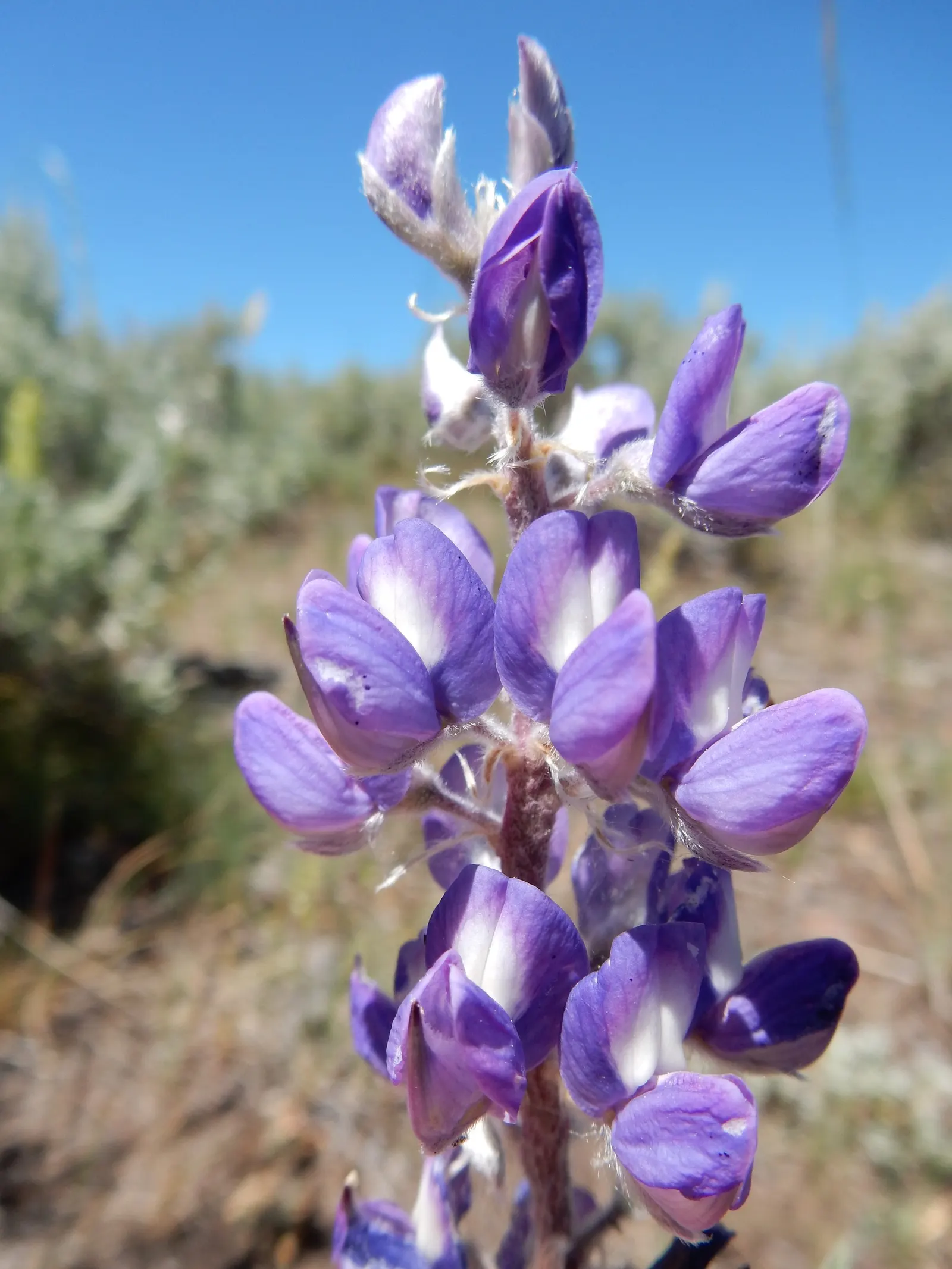 Silvery Lupine (Lupinus Argenteus) — creating striking vertical accents in the landscape.<br><br>Hardy in USDA zones 4 - 8, image 63