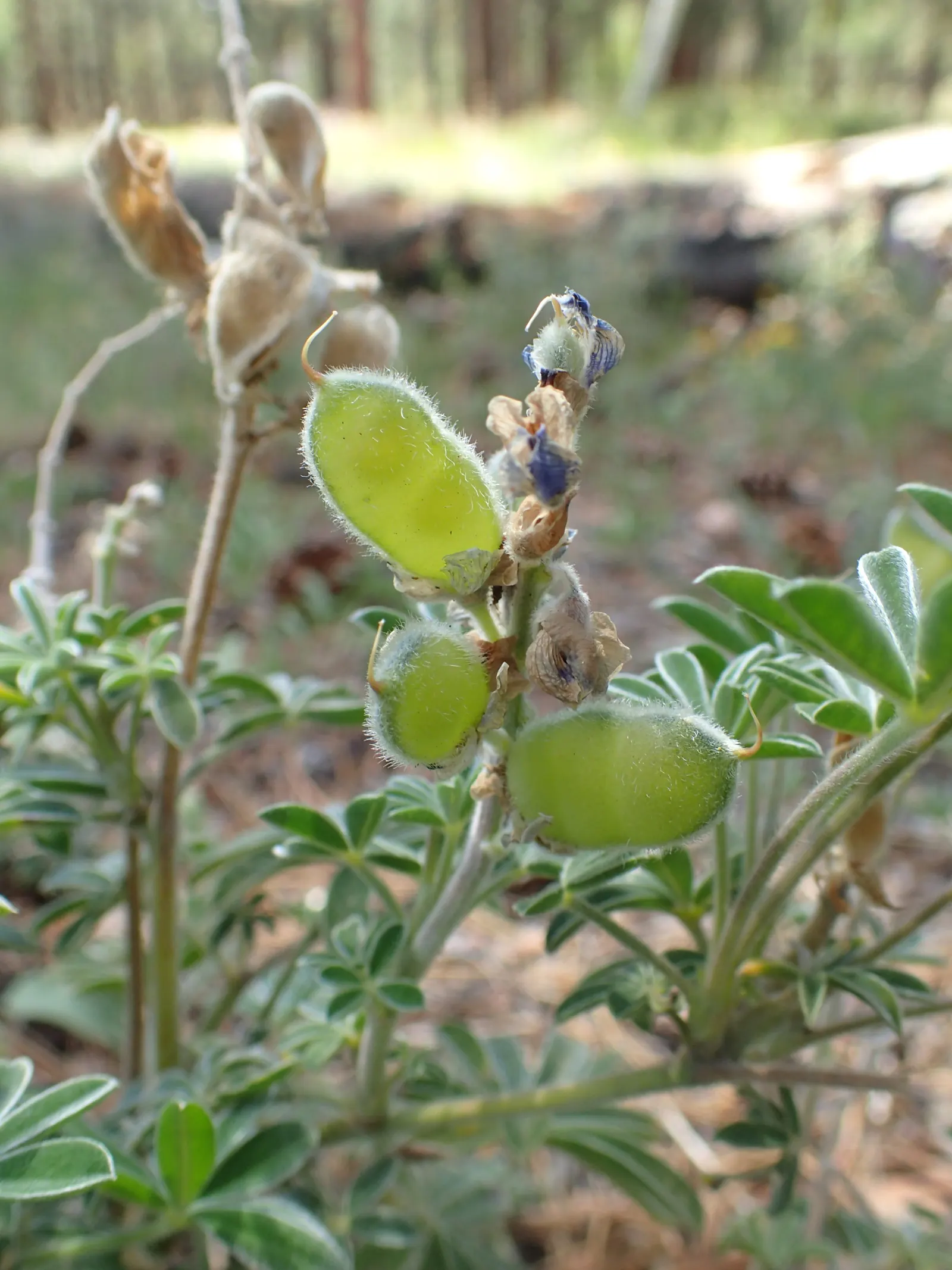 Silvery Lupine (Lupinus Argenteus) — With proper distancing and placement; these aesthetically pleasing flower spikes can grow to be 4 to 8 inches, image 70