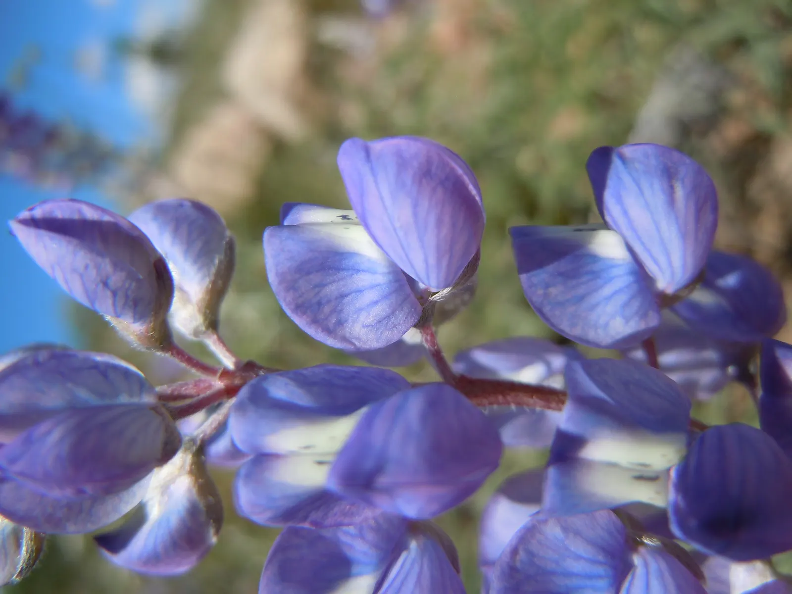 Silvery Lupine (Lupinus Argenteus) — Thriving in full to partial sunlight, it reaches heights of 1-2 feet and spreads 1-1.5 feet