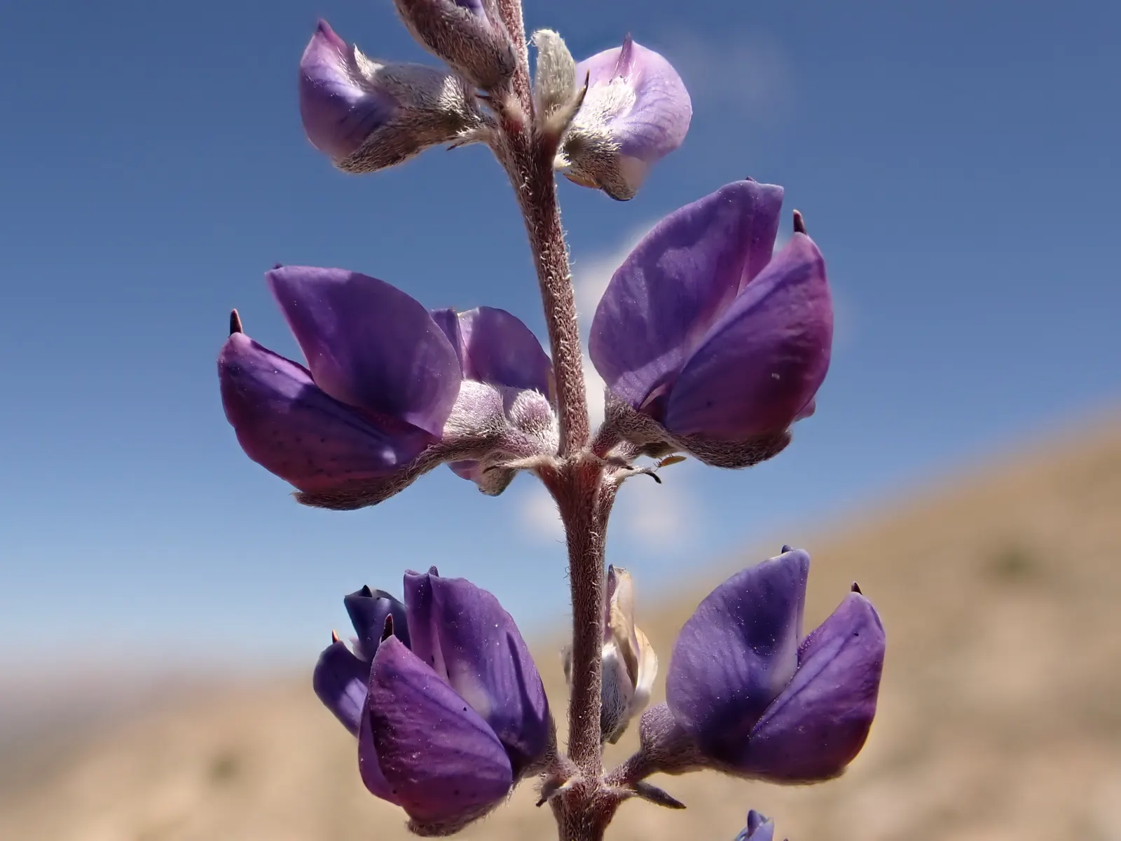 Silvery Lupine (Lupinus Argenteus) — These aesthetically pleasing flower spikes can grow to be 4 to 8 inches long; the Silvery Lupine exhibits a, image 62