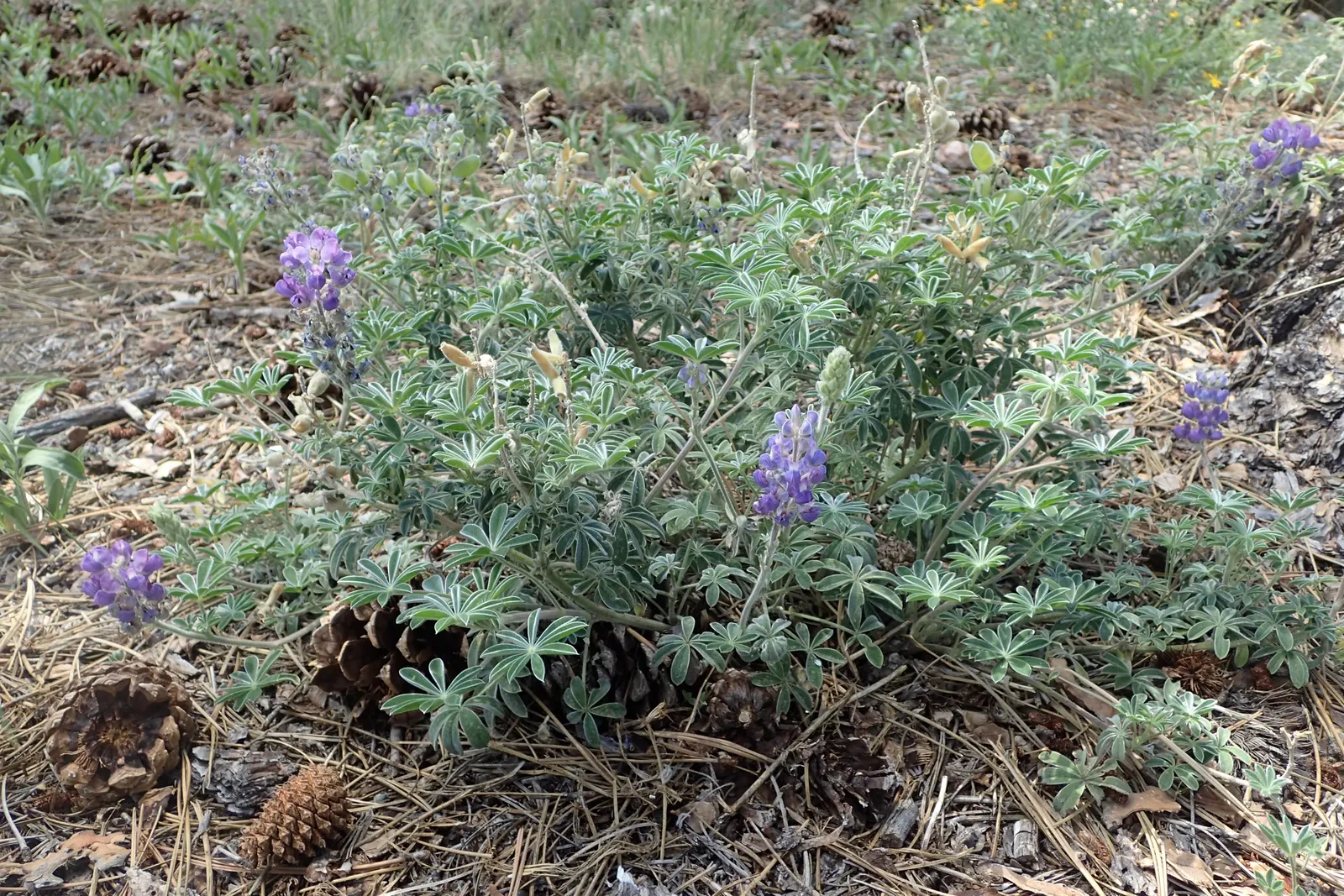 Silvery Lupine (Lupinus Argenteus) — slightly acidic to neutral soil; this drought-tolerant species prefers well-drained soils and blooms from May, image 65