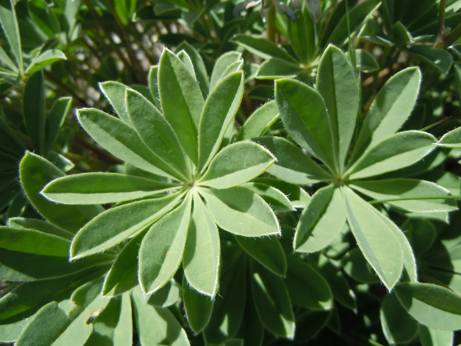 Silvery Lupine (Lupinus Argenteus) — and a haven for beneficial wildlife