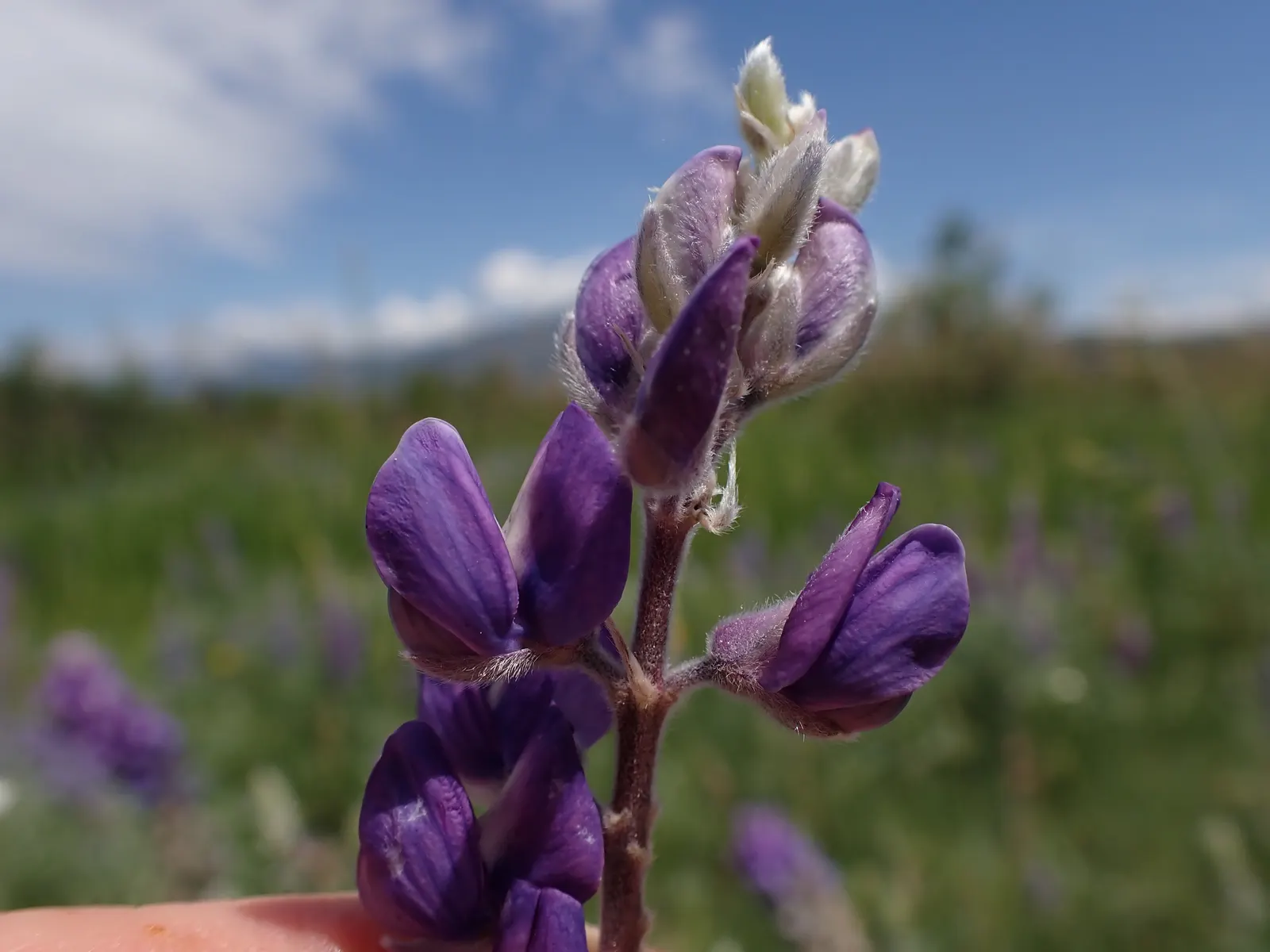 Silvery Lupine (Lupinus Argenteus) — the Silvery Lupine can become a cherished component for any client's garden; however, its propensity to reseed can be a