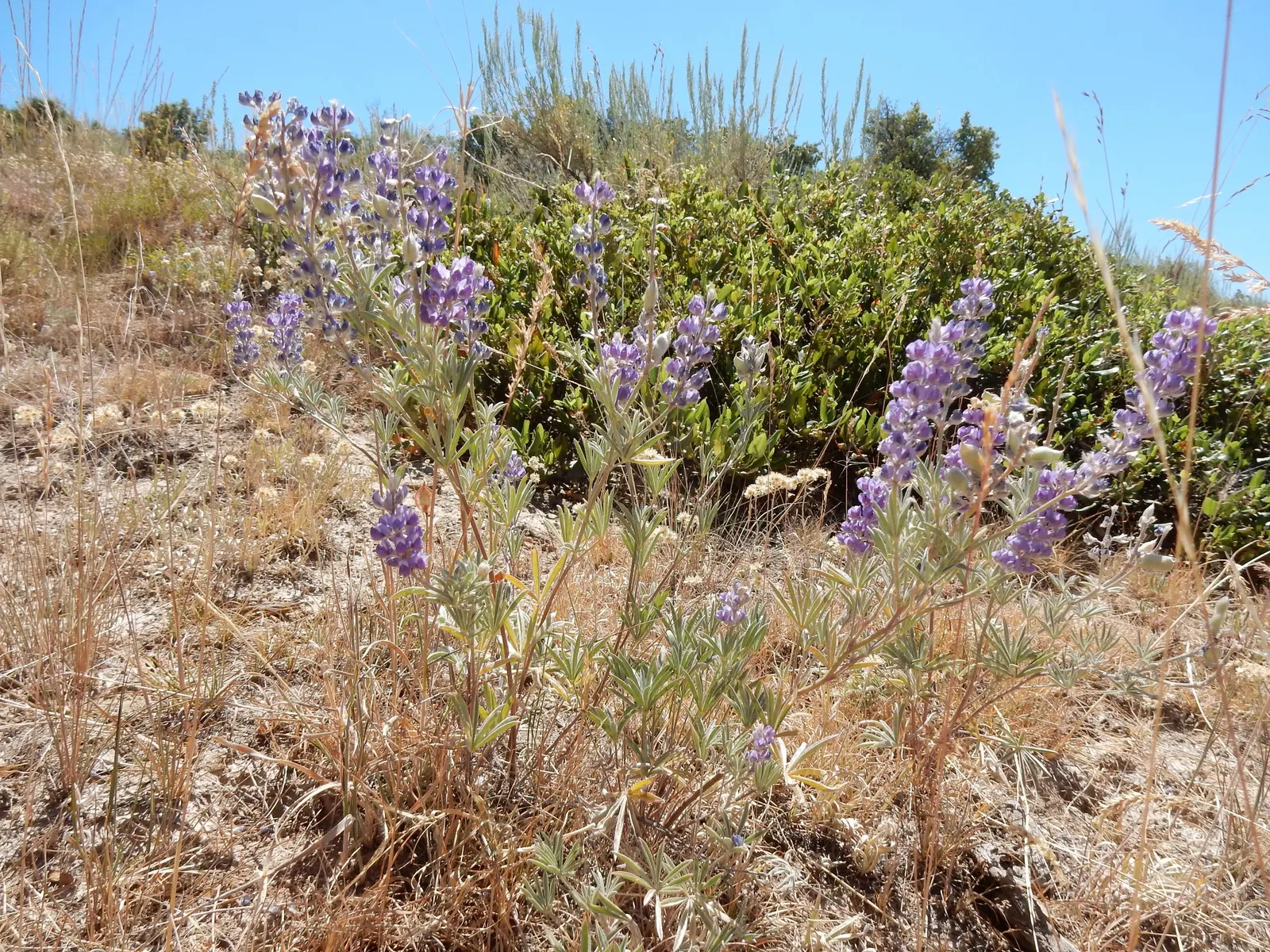 Silvery Lupine (Lupinus Argenteus) — annual for full; and a haven for beneficial wildlife, image 75