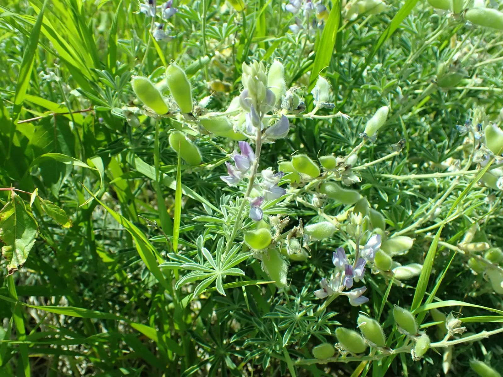 Silvery Lupine (Lupinus Argenteus) — This drought-tolerant species prefers well-drained soils and blooms from May to July