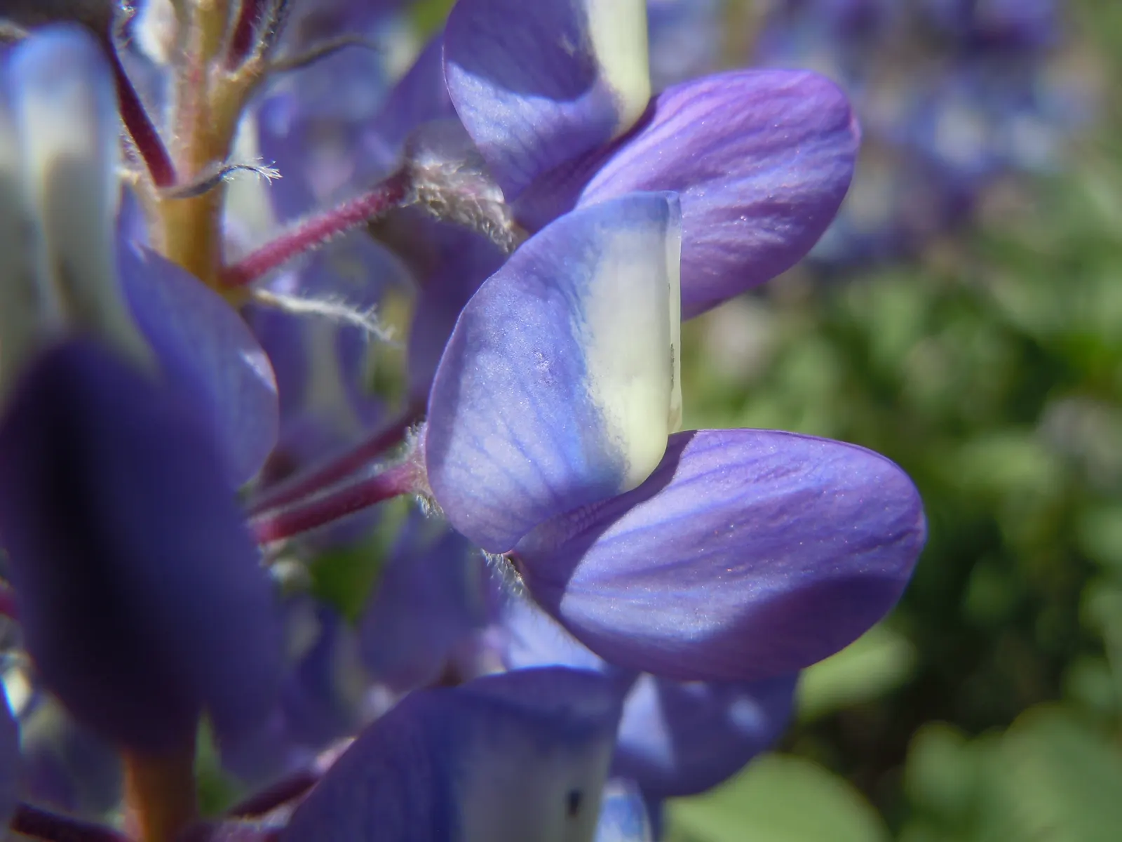 Silvery Lupine (Lupinus Argenteus) — It is relatively drought-tolerant once established, making it suitable for xeriscaping or drier climates