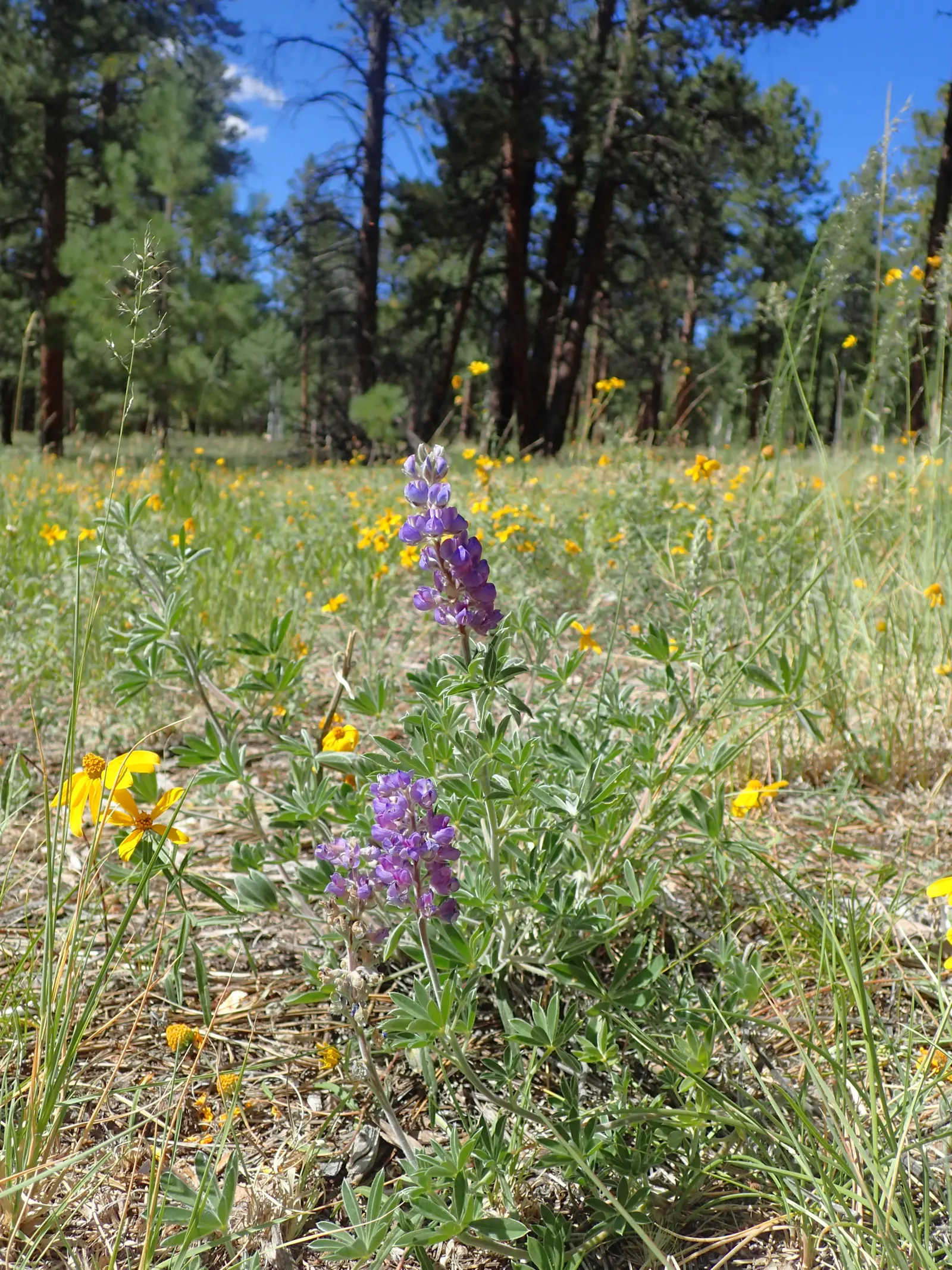 Silvery Lupine (Lupinus Argenteus) — annual with purple blooms; slightly acidic to neutral soil, image 74