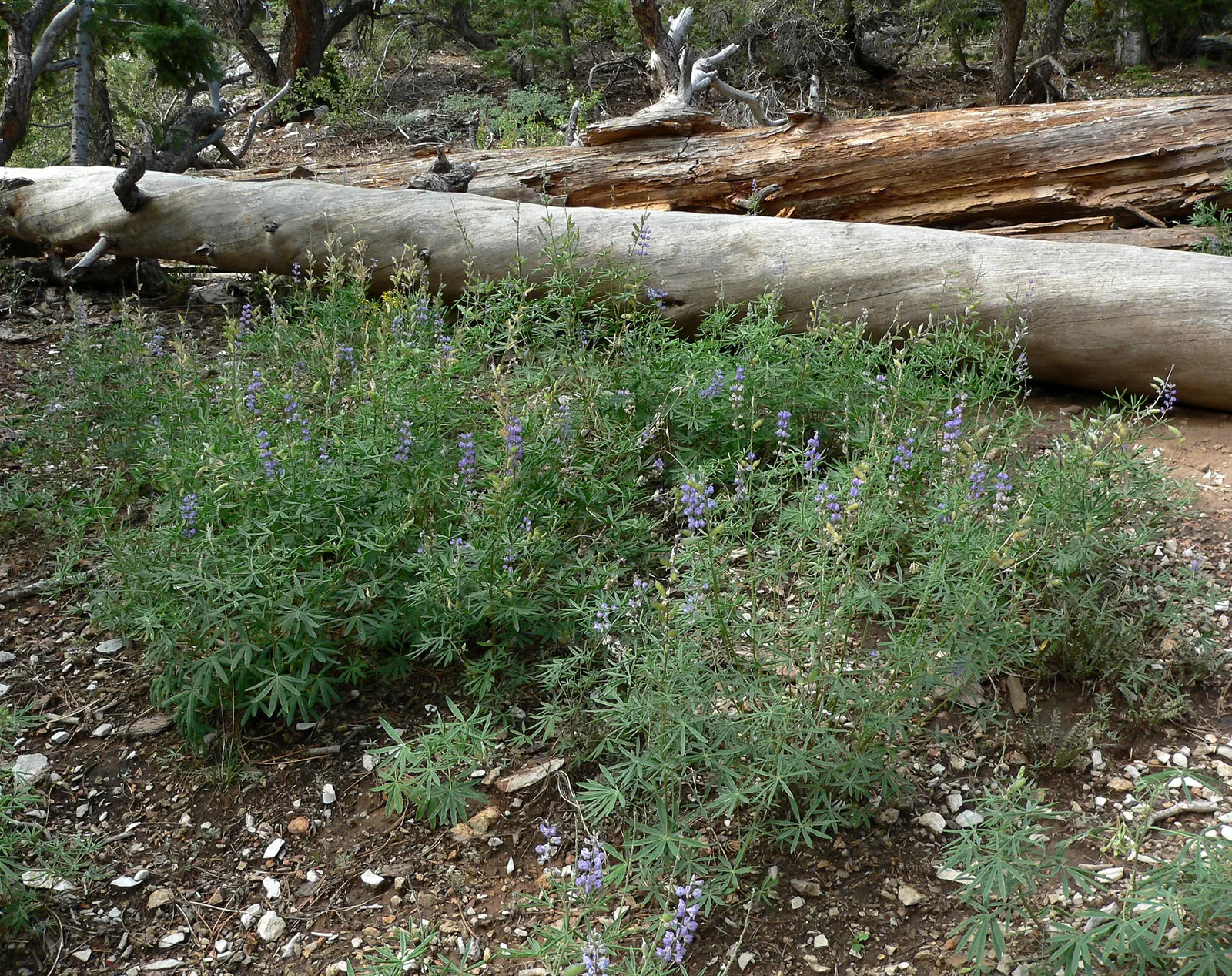 Silvery Lupine (Lupinus Argenteus) — annual for full