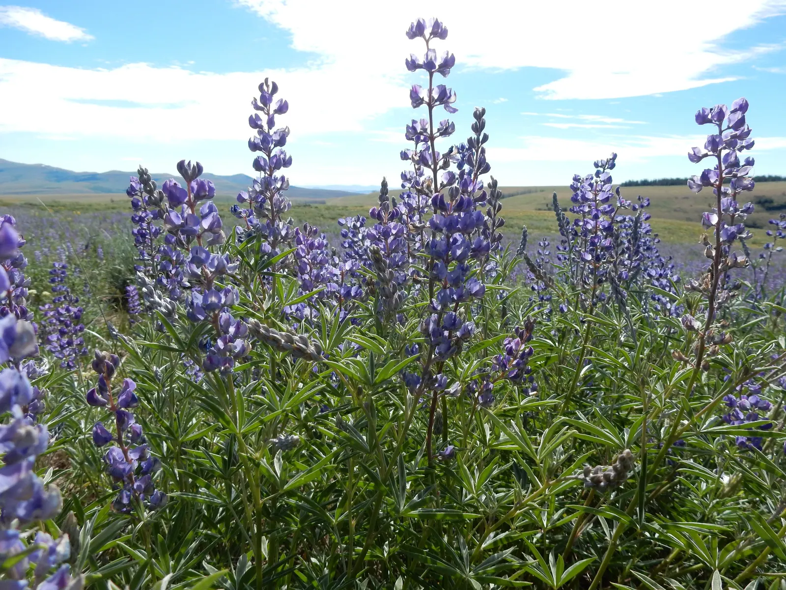 Silvery Lupine (Lupinus Argenteus) — making it a favorite among landscape enthusiasts seeking a touch of natural charm; annual for full, image 54