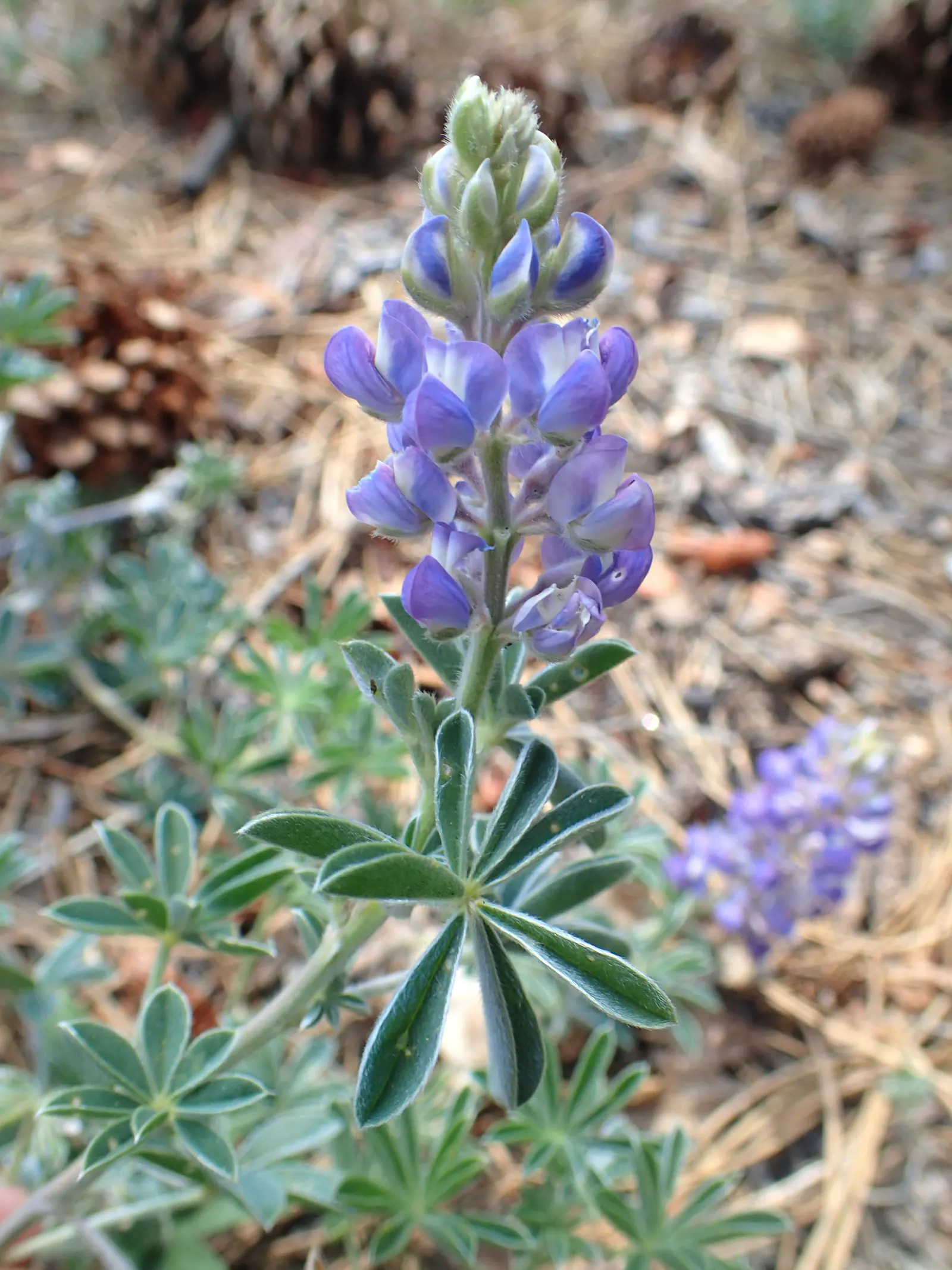 Silvery Lupine (Lupinus Argenteus) — ranging from a soft purple to a deep blue hue; when incorporating Silvery Lupine into a design, image 60