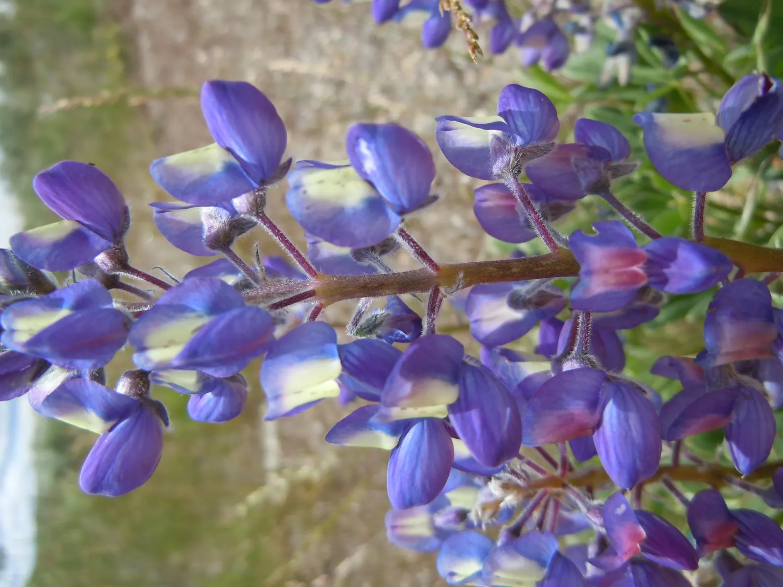 Silvery Lupine (Lupinus Argenteus) — However, its propensity to reseed can be a boon for creating a naturalized, meadow-like environment