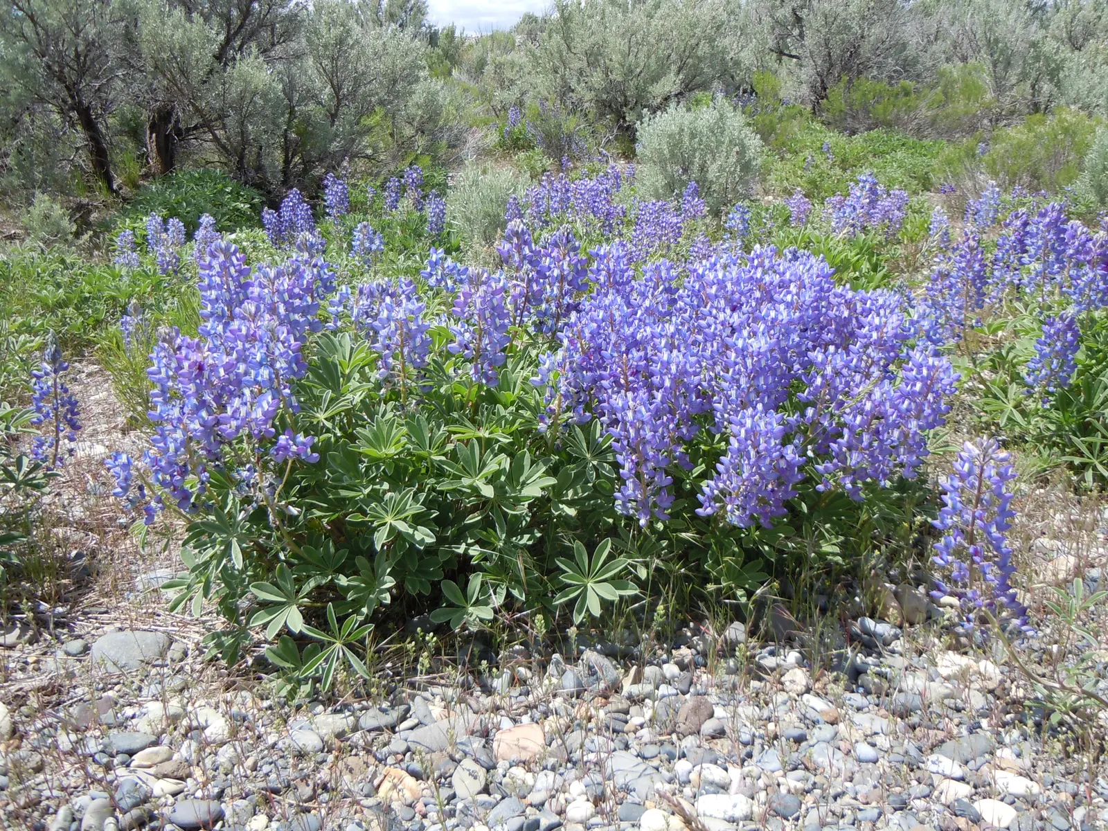 Silvery Lupine (Lupinus Argenteus) — purple flowers in the garden; between late spring and early summer
