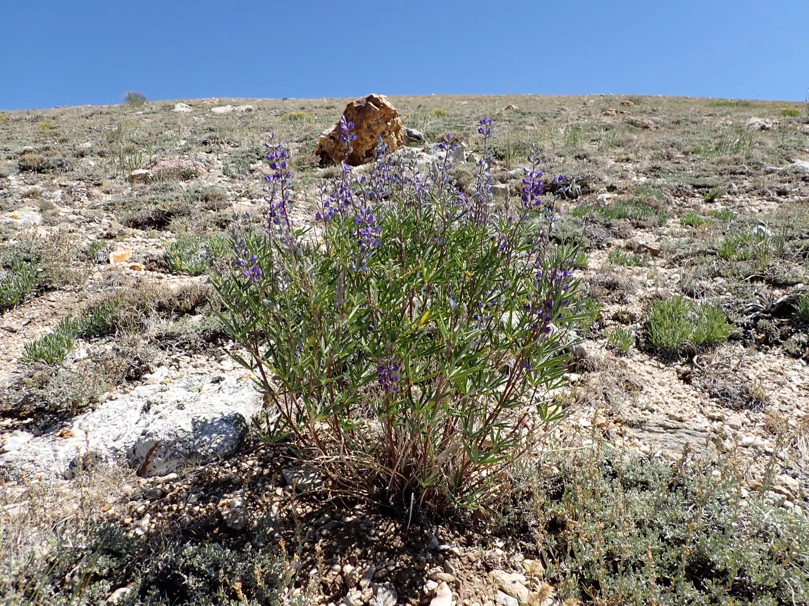 Silvery Lupine (Lupinus Argenteus) — and a haven for beneficial wildlife; thriving in full to partial sunlight, it reaches heights of 1-2 feet and, image 72