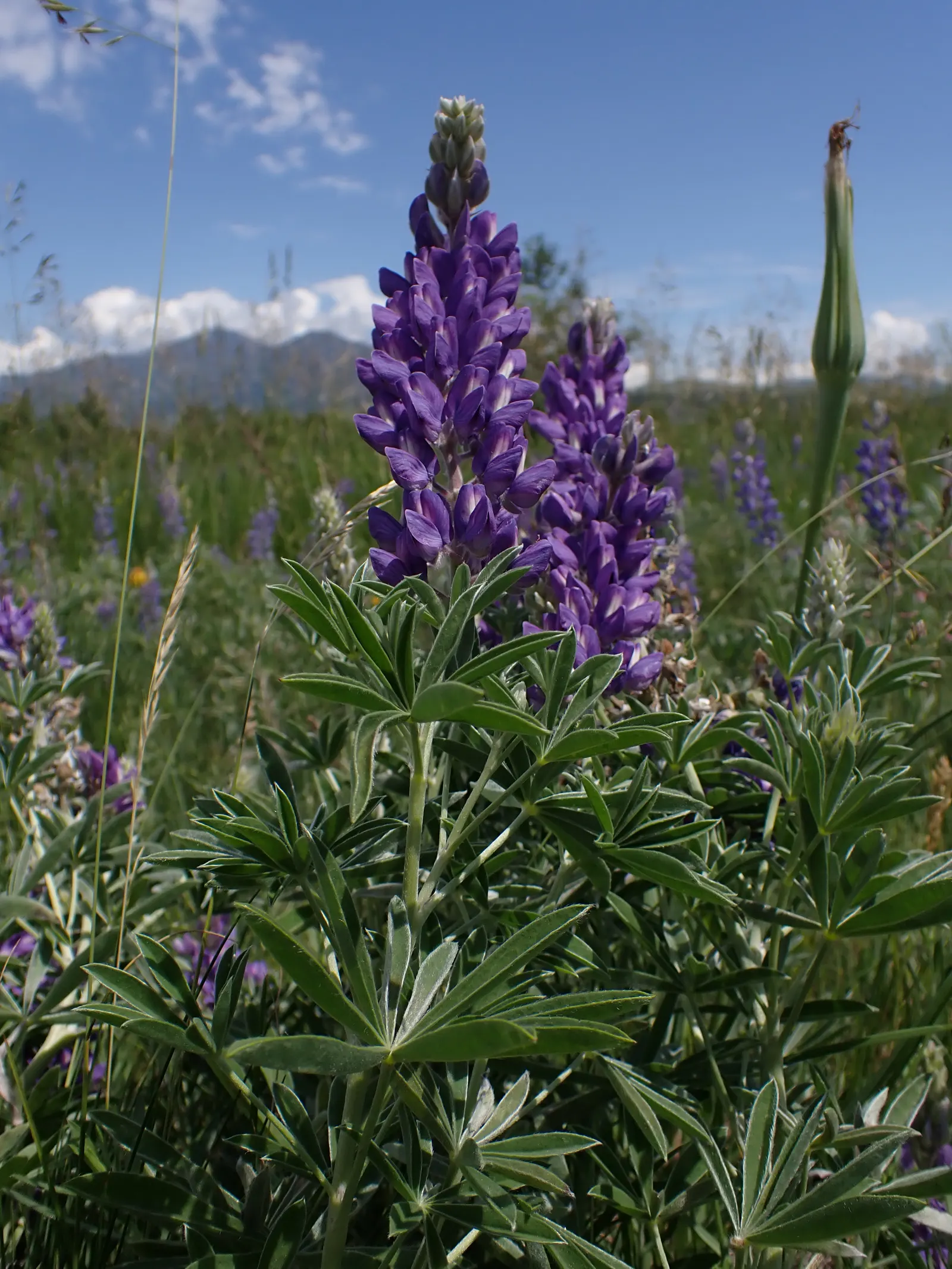 Silvery Lupine (Lupinus Argenteus) — These aesthetically pleasing flower spikes can grow to be 4 to 8 inches long