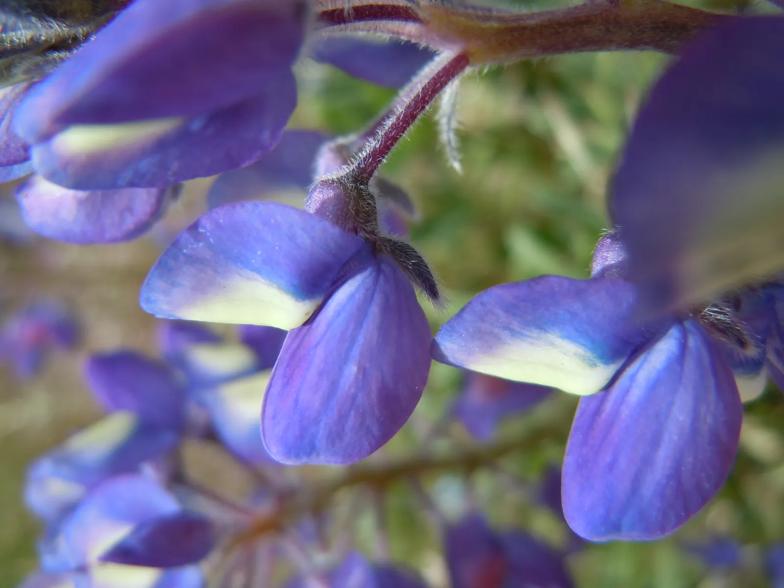 Silvery Lupine (Lupinus Argenteus) — slightly acidic to neutral soil; this drought-tolerant species prefers well-drained soils and blooms from May to July