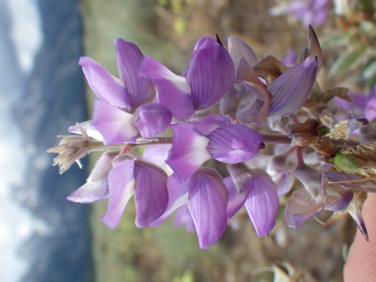 Silvery Lupine (Lupinus Argenteus) — it produces vibrant spikes of densely packed flowers