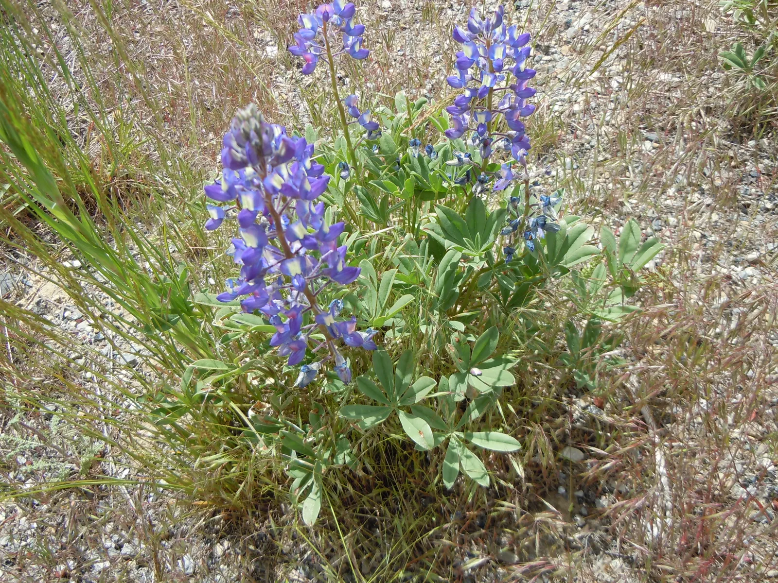 Silvery Lupine (Lupinus Argenteus) — adding texture and visual interest to garden compositions