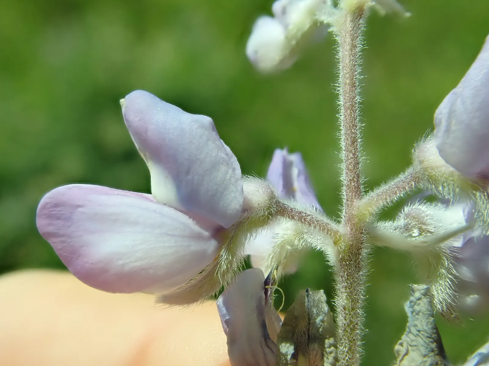Silvery Lupine (Lupinus Argenteus) — consider its role as an attractant for pollinators