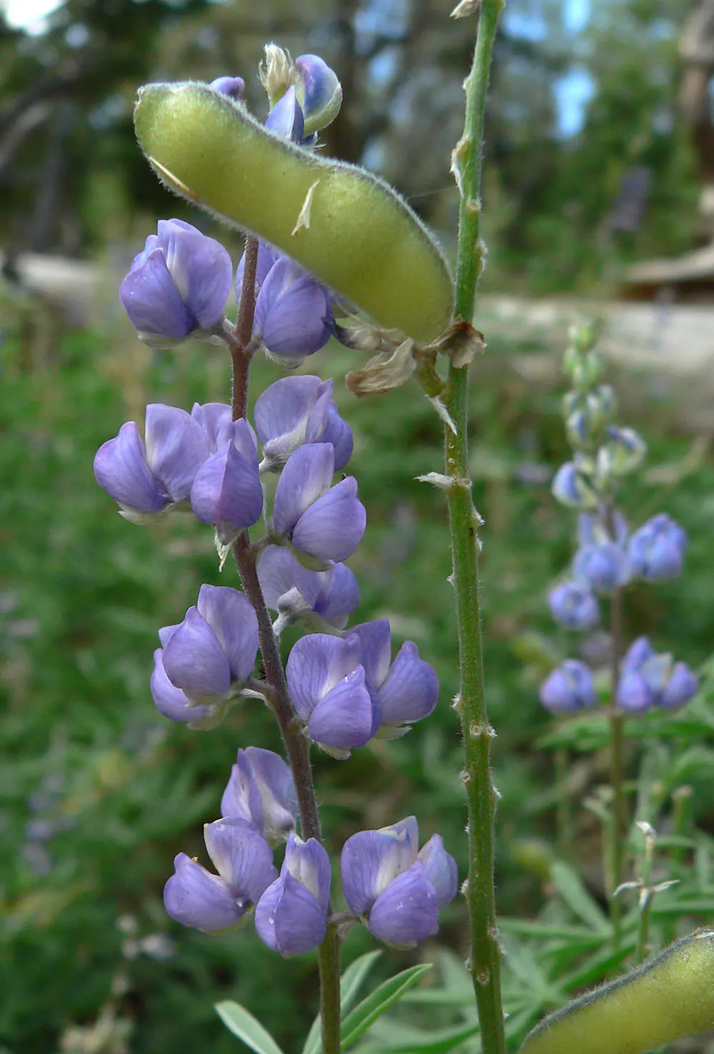Silvery Lupine (Lupinus Argenteus) — Between late spring and early summer; is a perennial wildflower that presents a unique combination of aesthetic appeal and