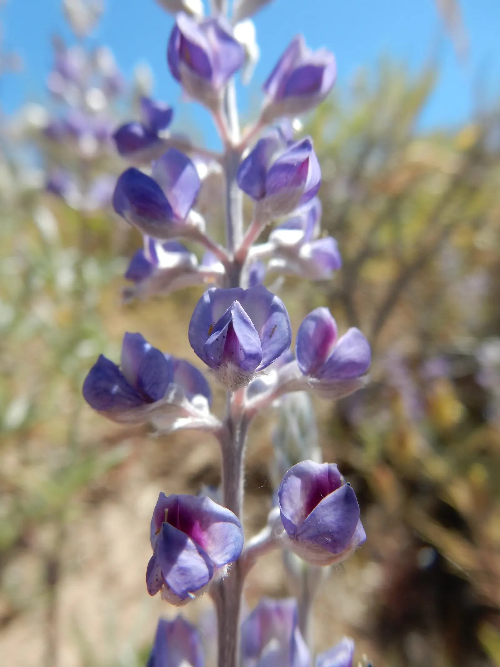 Silvery Lupine (Lupinus Argenteus) — ranging from a soft purple to a deep blue hue; when incorporating Silvery Lupine into a design