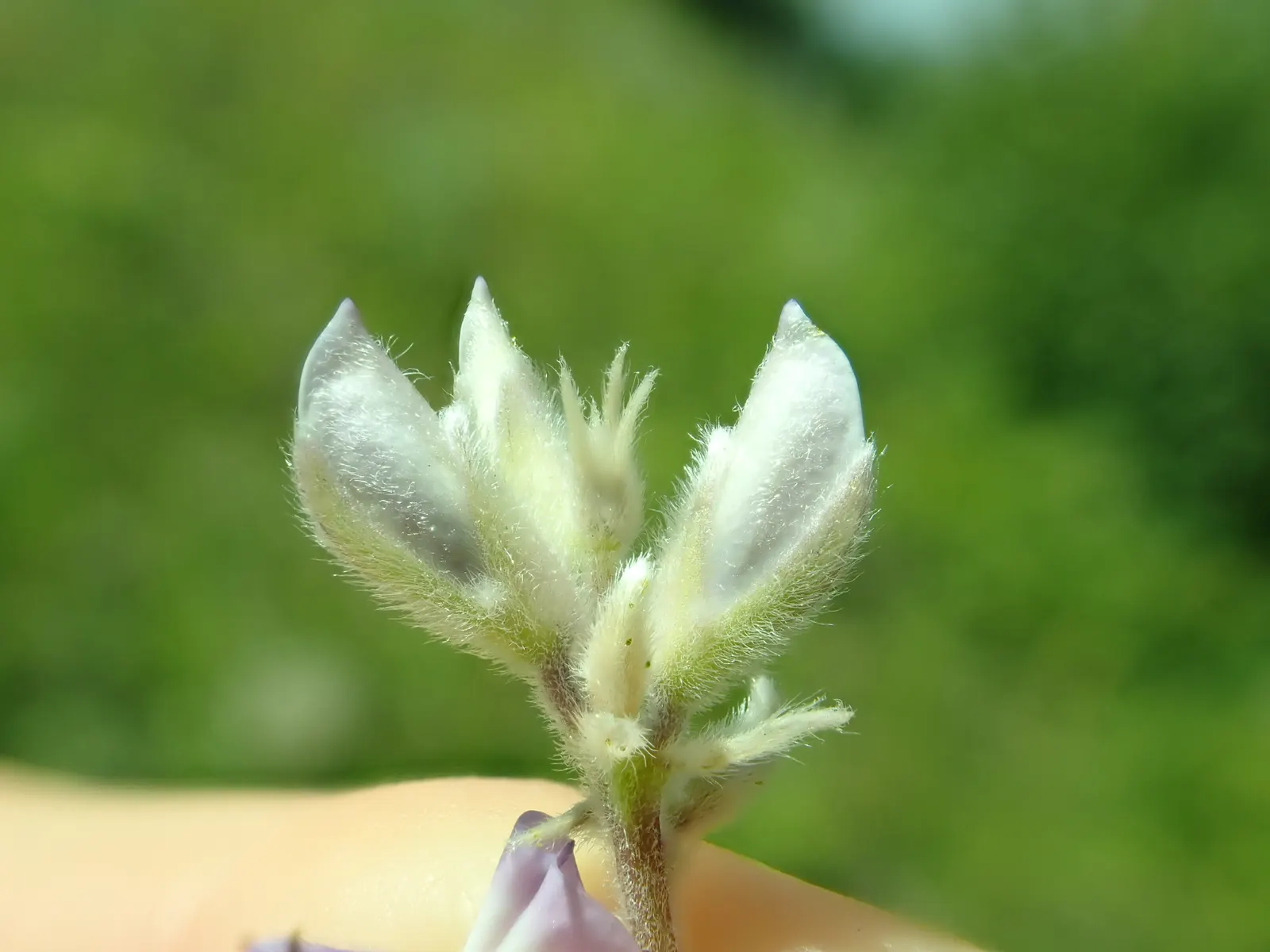 Silvery Lupine (Lupinus Argenteus) — This drought-tolerant species prefers well-drained soils and blooms from May to July; with each individual, image 52