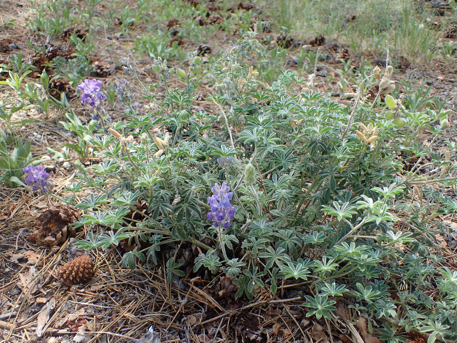 Silvery Lupine (Lupinus Argenteus) — Between late spring and early summer; is a perennial wildflower that presents a unique combination of, image 58