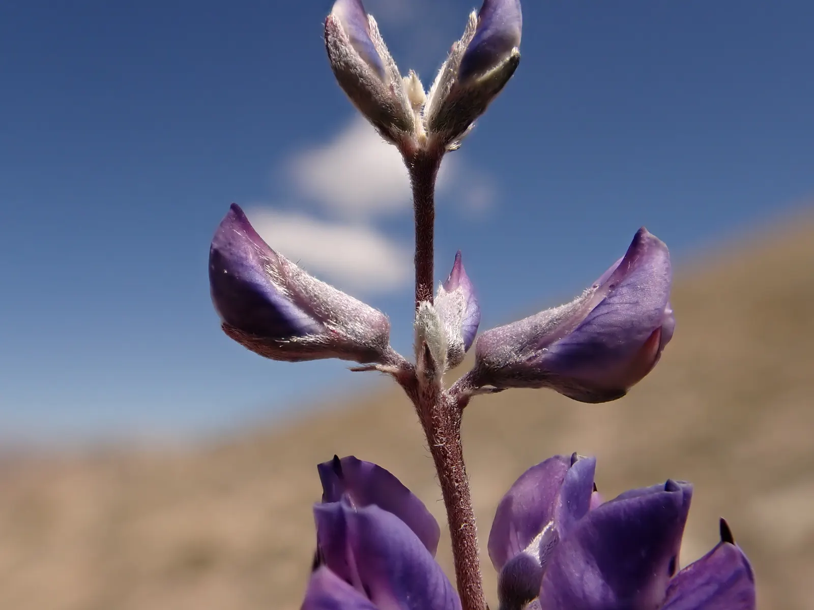 Silvery Lupine (Lupinus Argenteus) — the Silvery Lupine exhibits a distinct shimmer that captures the light; lupinus argenteus thrives in full sun, image 56