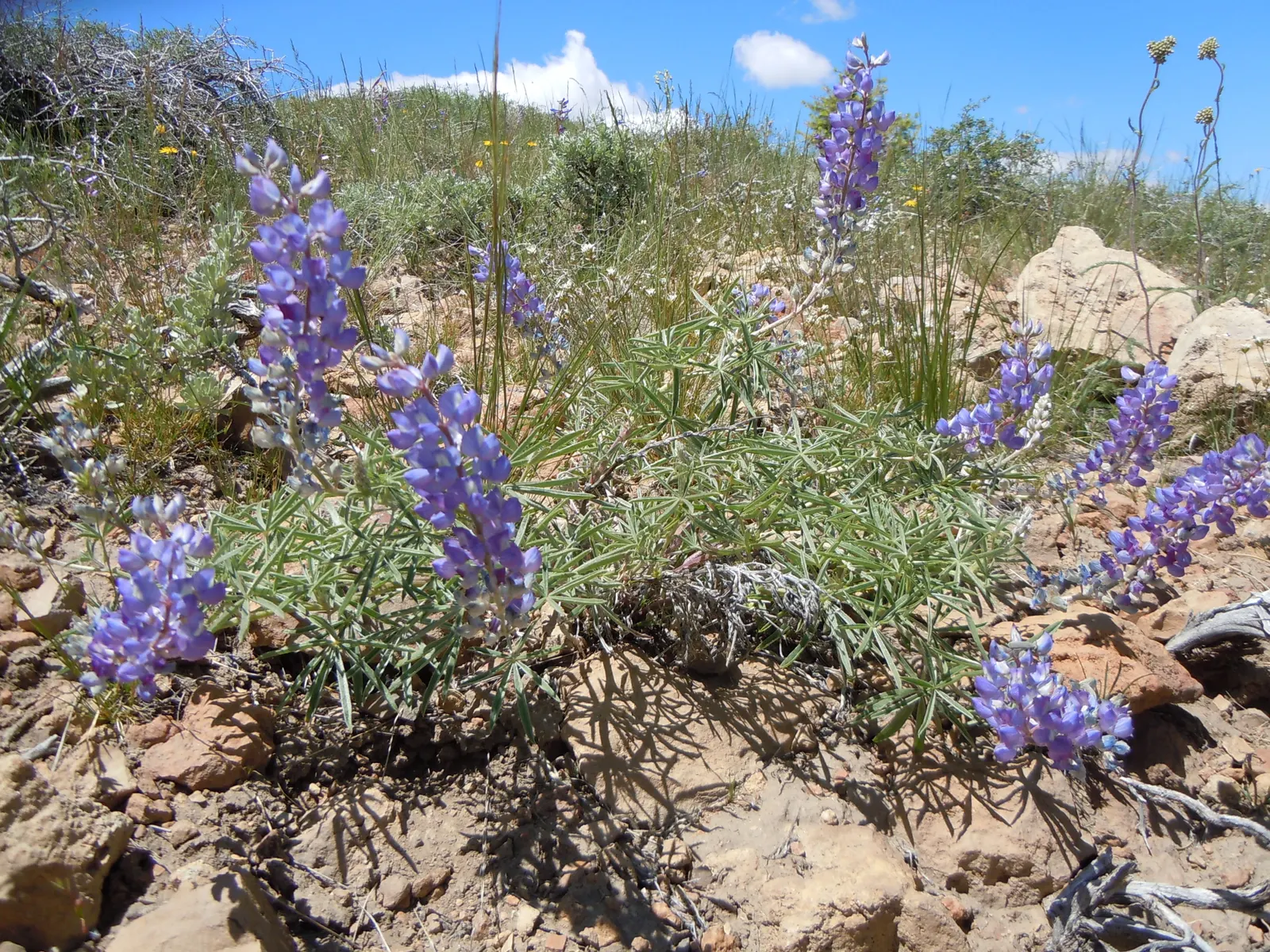 Silvery Lupine (Lupinus Argenteus) — the Silvery Lupine exhibits a distinct shimmer that captures the light; lupinus argenteus thrives in full sun to partial
