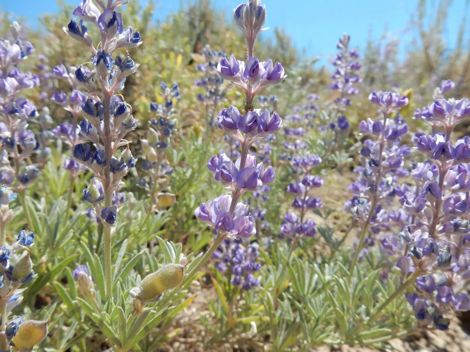 Silvery Lupine (Lupinus Argenteus) — This drought-tolerant species prefers well-drained soils and blooms from May to July; with each individual flower